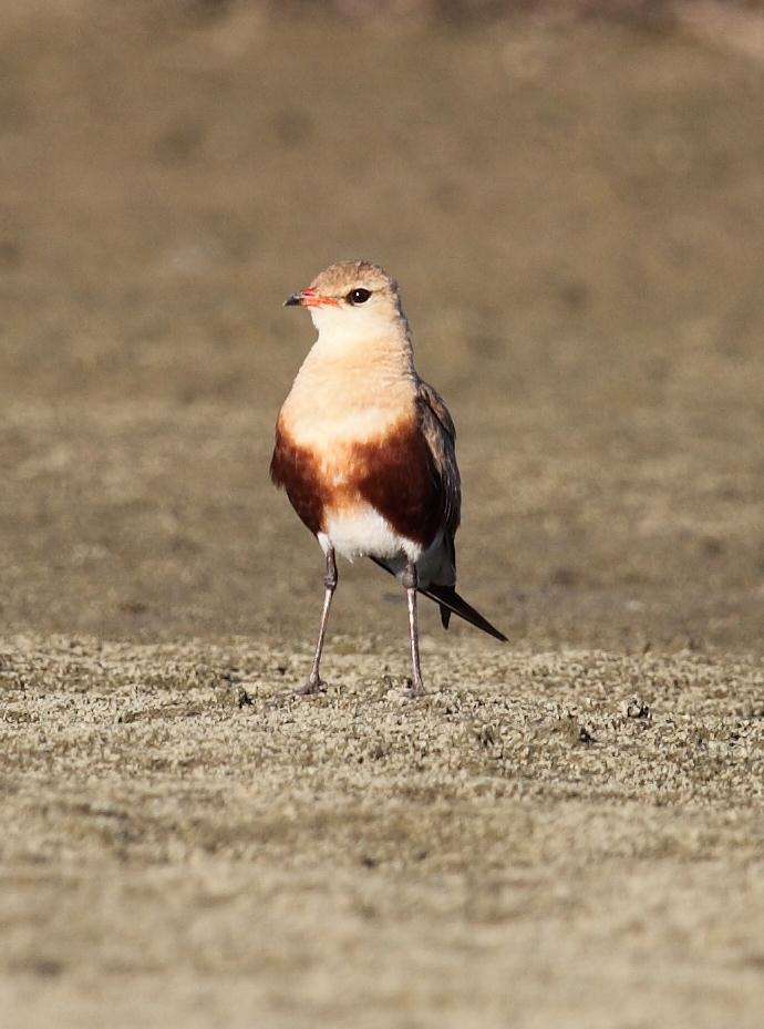 Australian Pratincole wallpaper