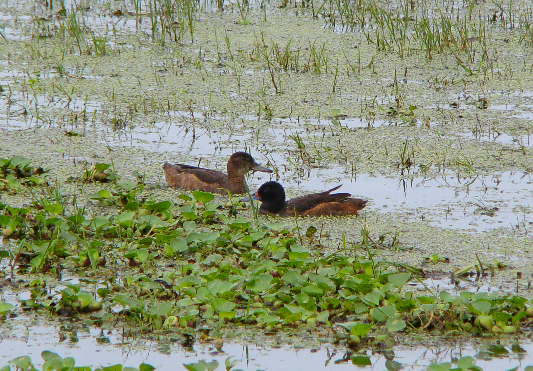 Black-headed Duck wallpaper