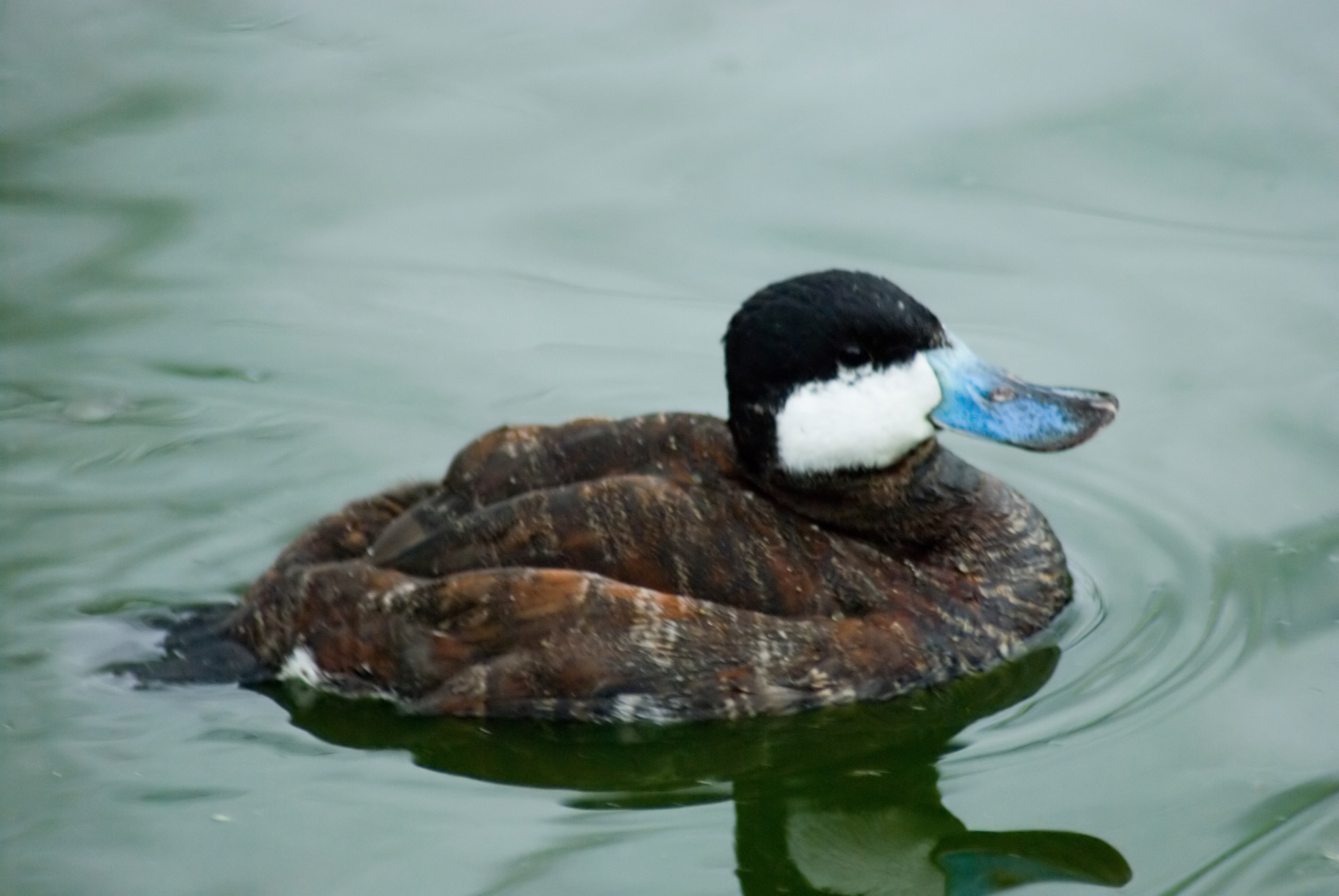 Ruddy Duck wallpaper