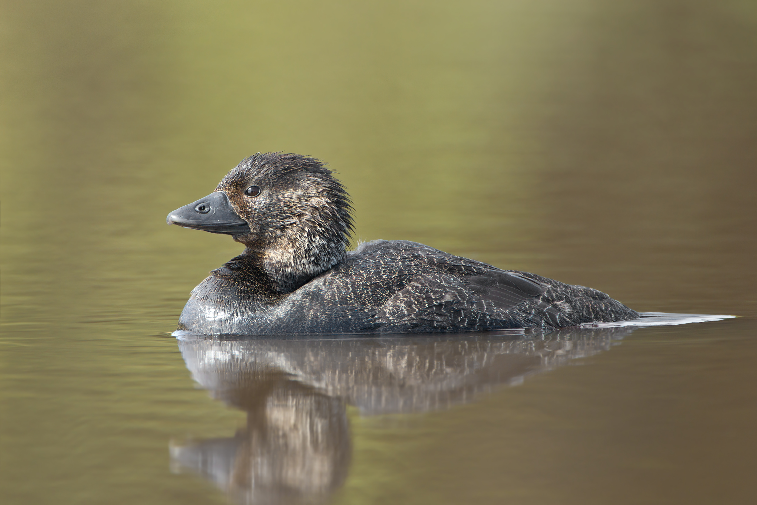 Musk Duck wallpaper