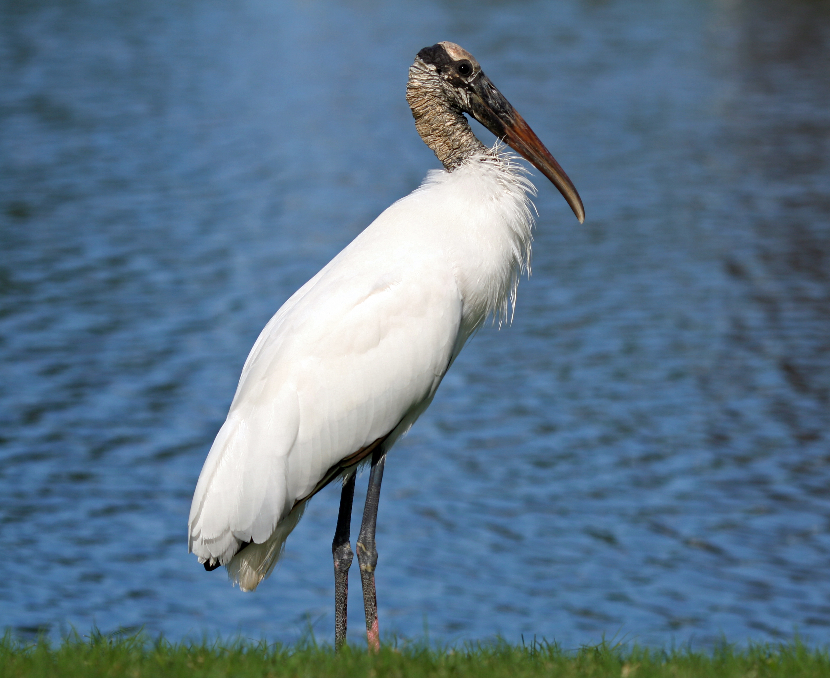 Wood Stork wallpaper