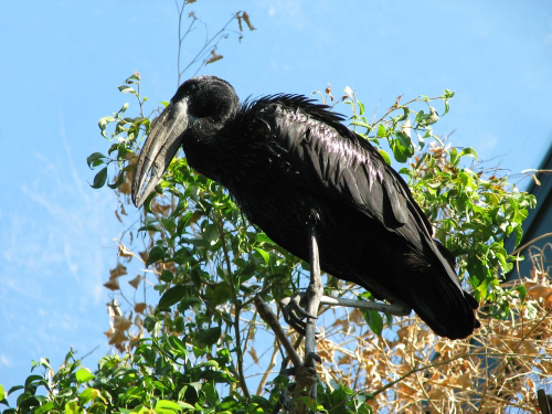 African Openbill wallpaper