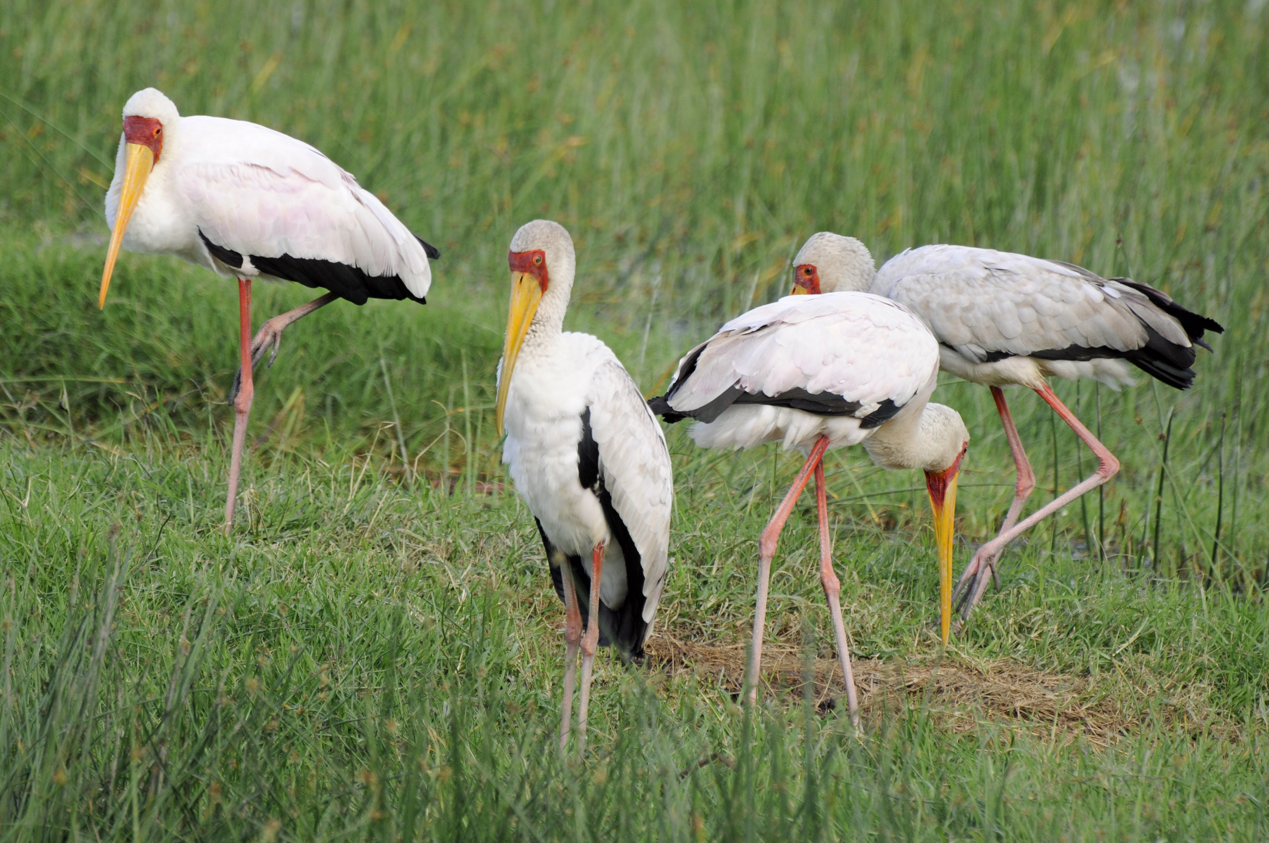 Yellow-billed Stork wallpaper