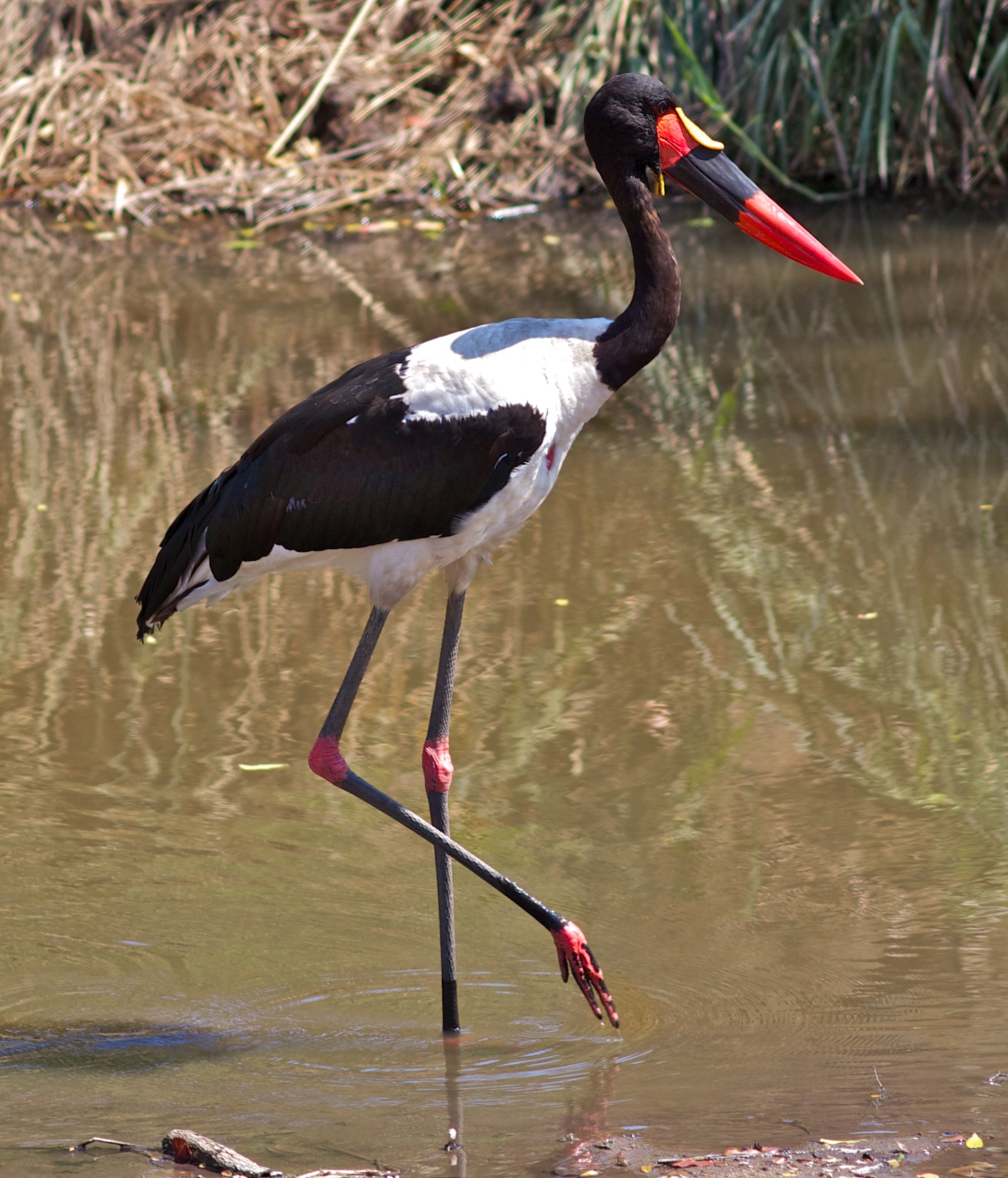 Saddle-billed Stork wallpaper