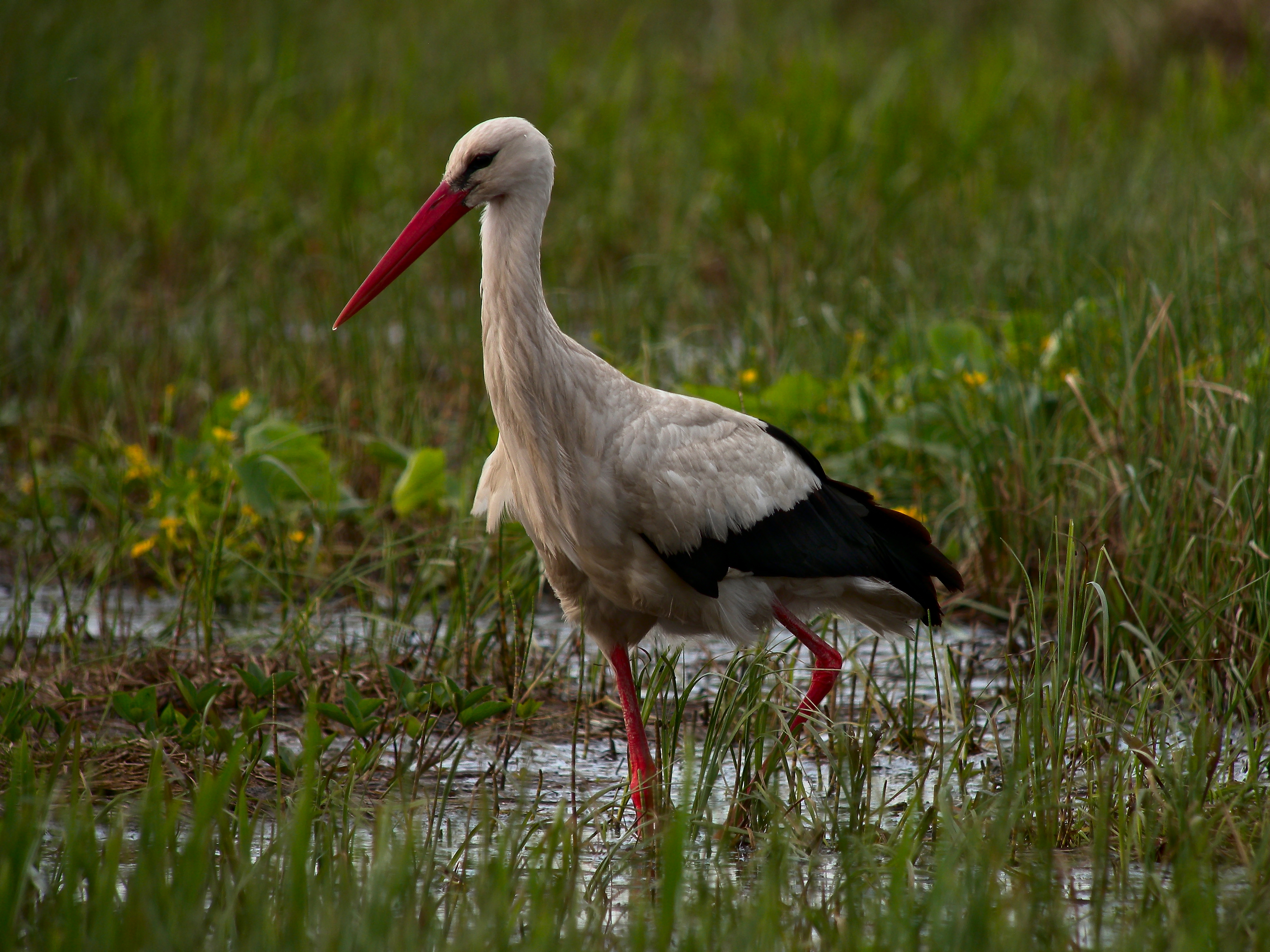 White Stork wallpaper