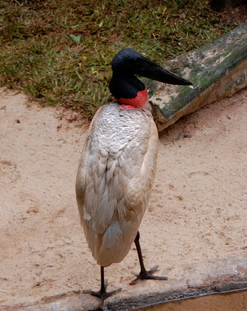 Jabiru wallpaper