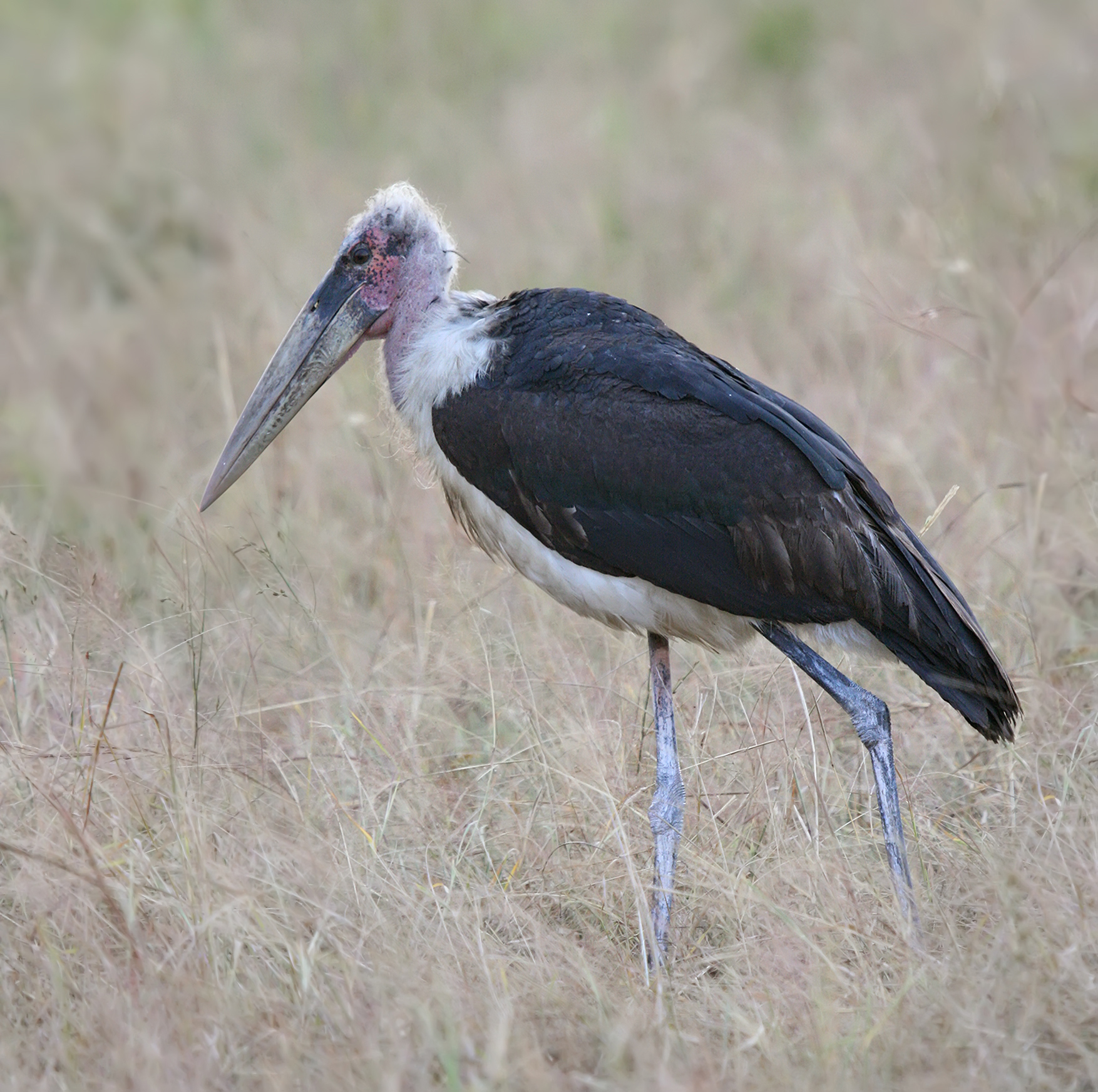 Marabou Stork wallpaper