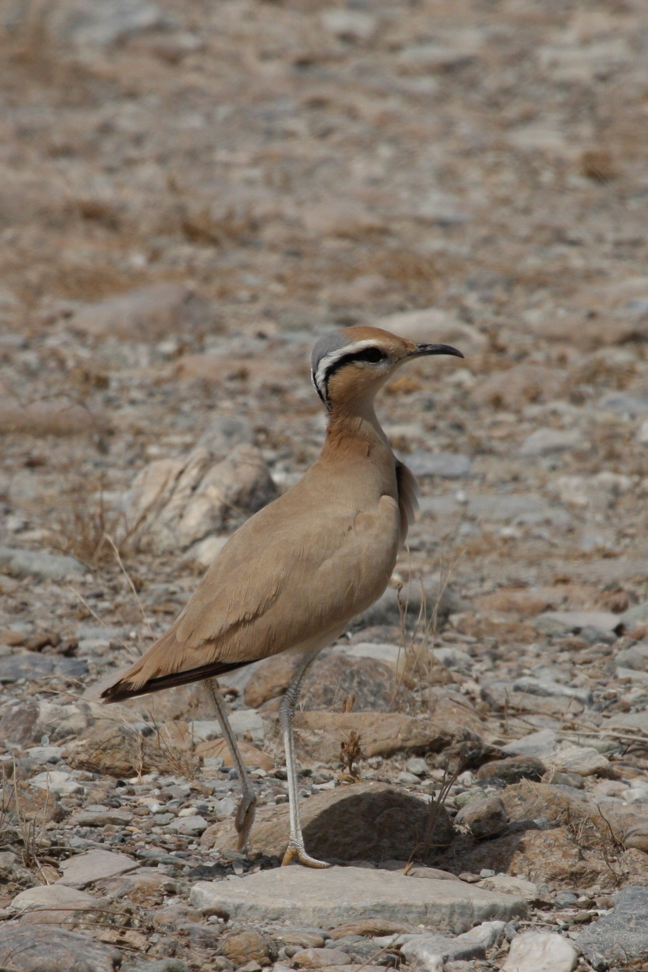 Cream-coloured Courser wallpaper