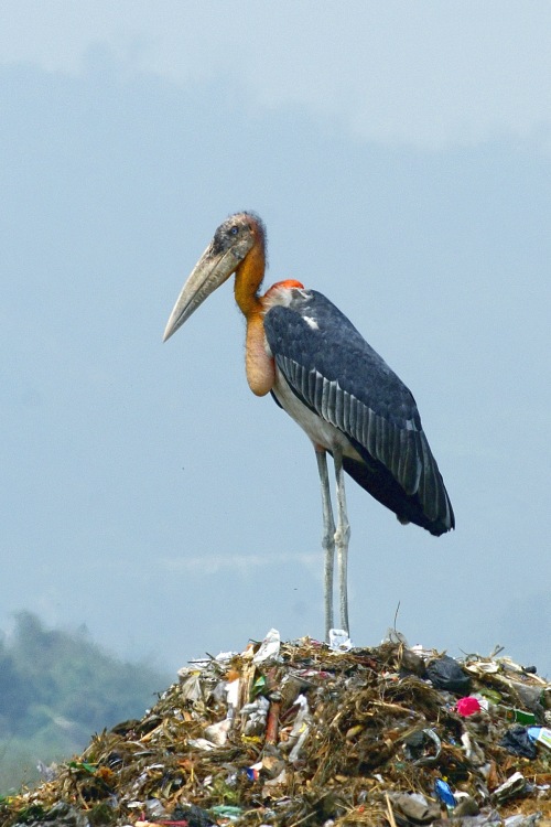 Greater Adjutant wallpaper