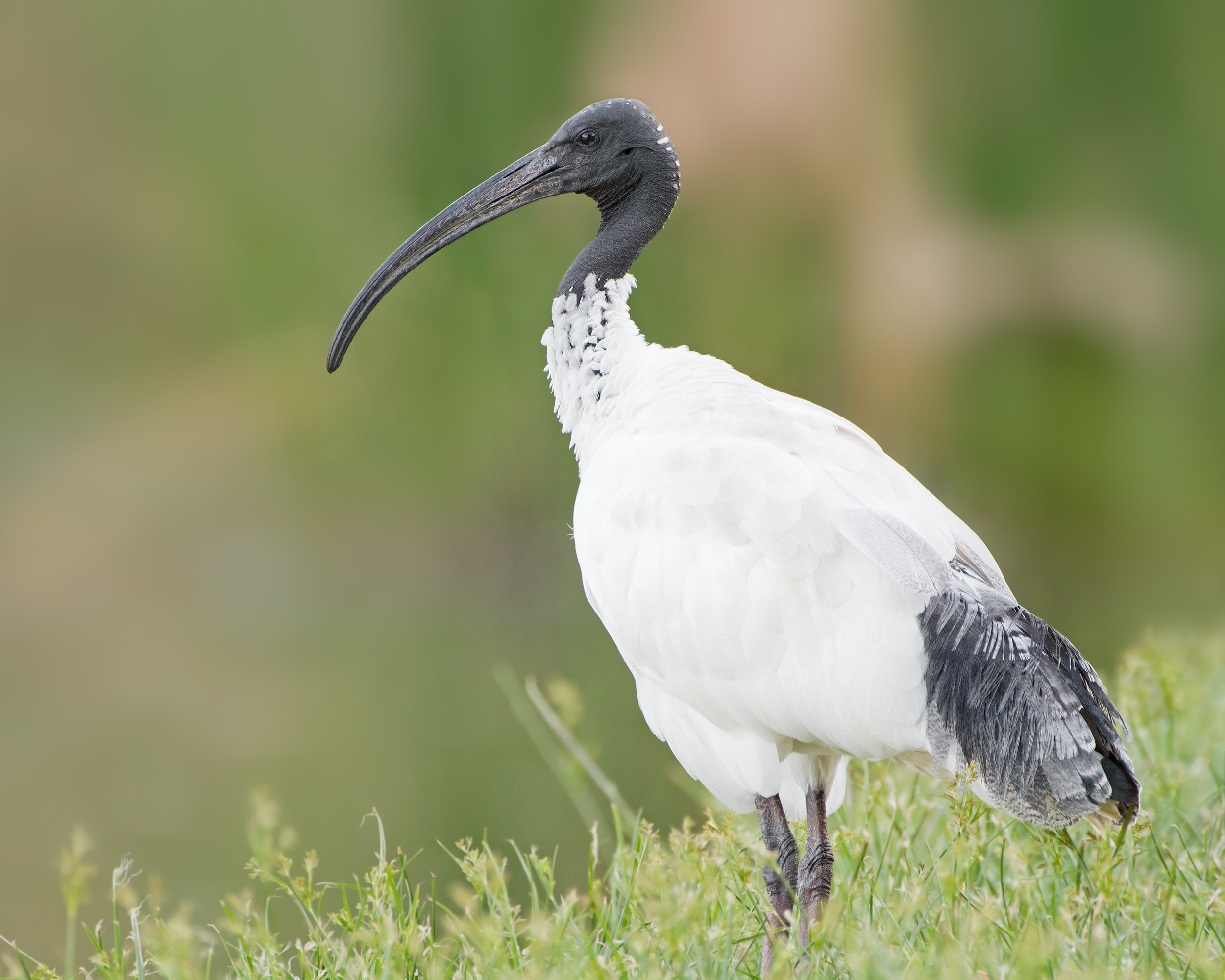 Australian White Ibis wallpaper