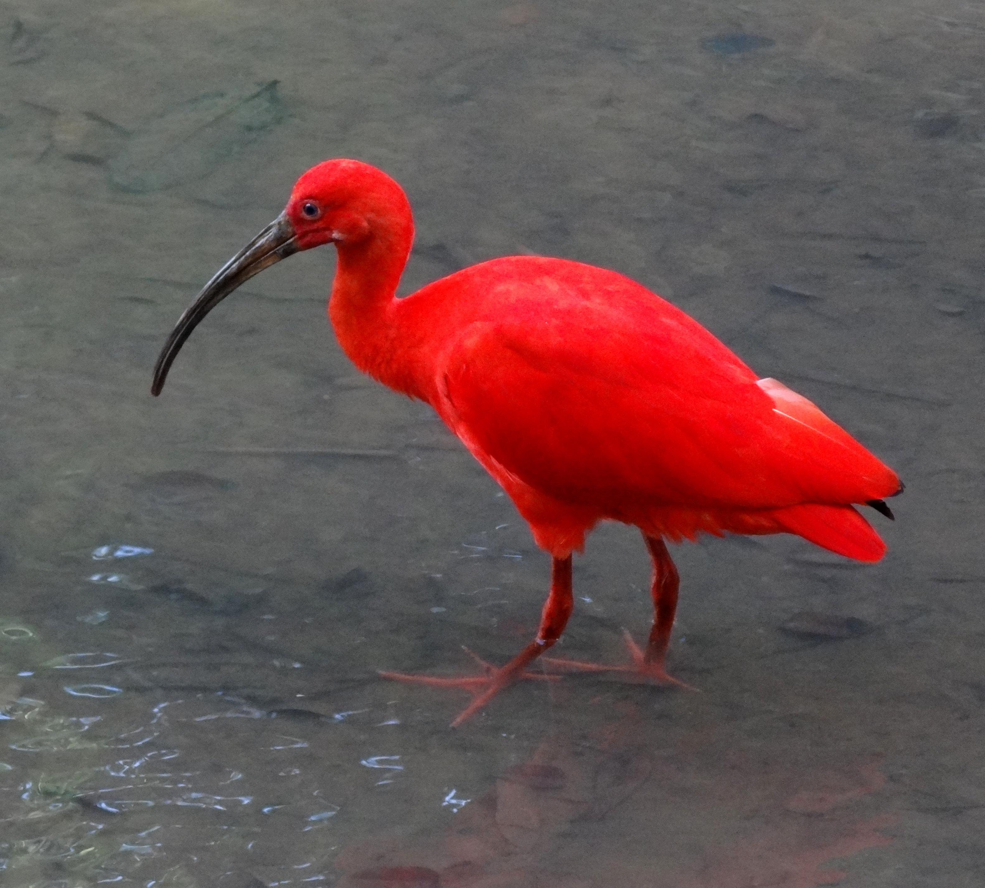 Scarlet Ibis wallpaper