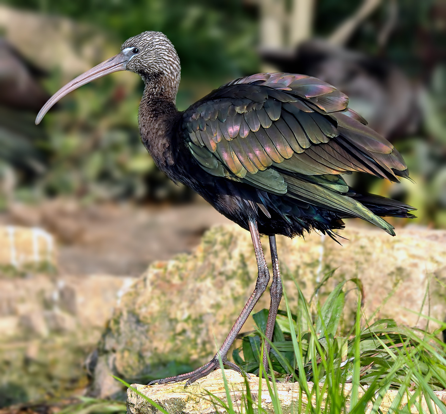 Glossy Ibis wallpaper