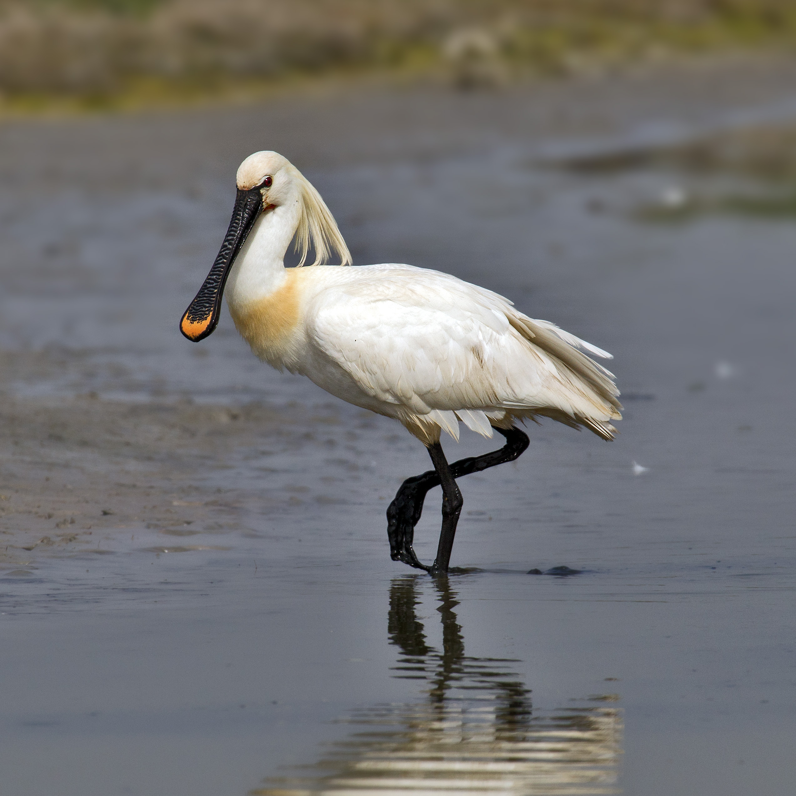 Eurasian Spoonbill wallpaper