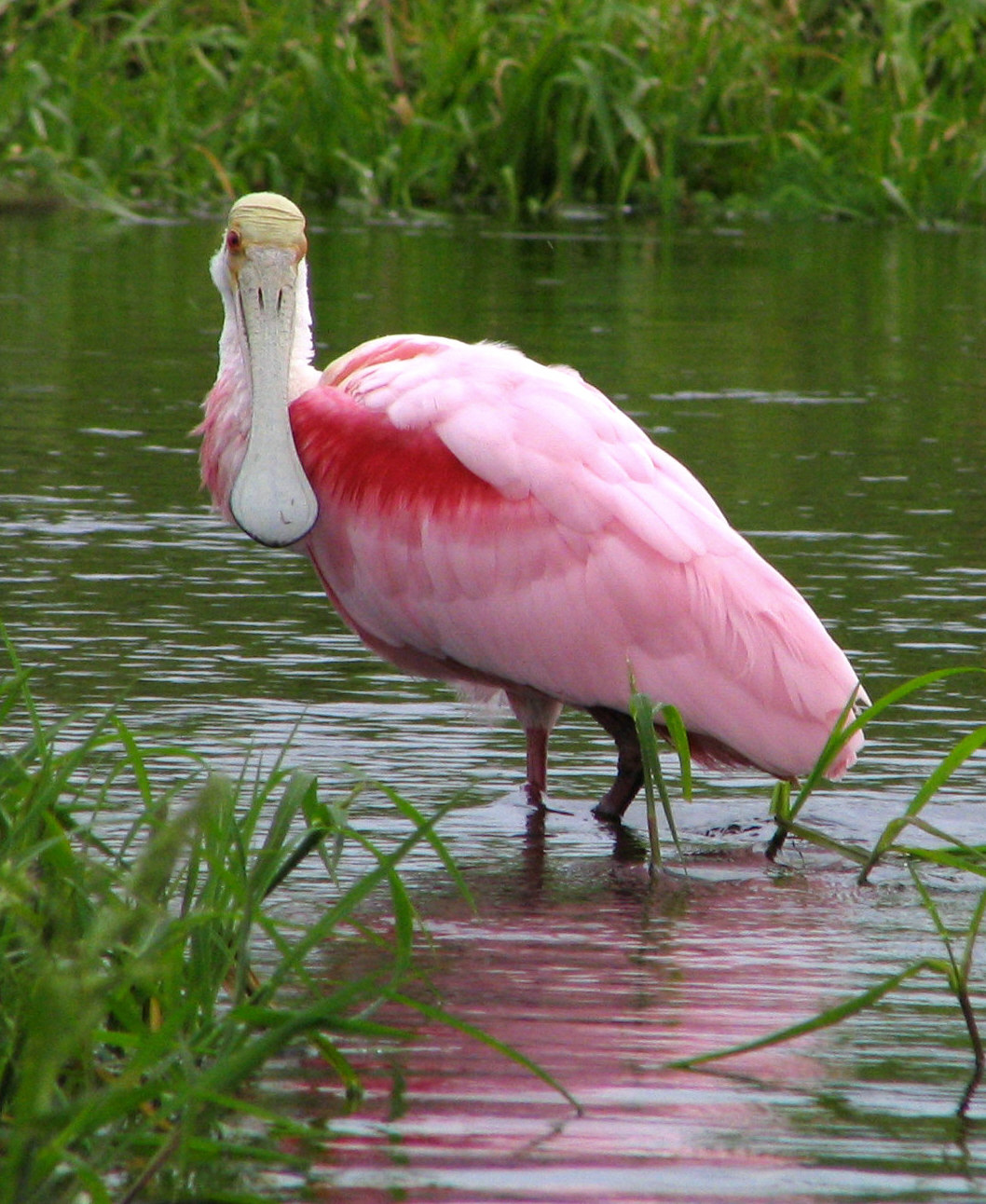 Roseate Spoonbill wallpaper