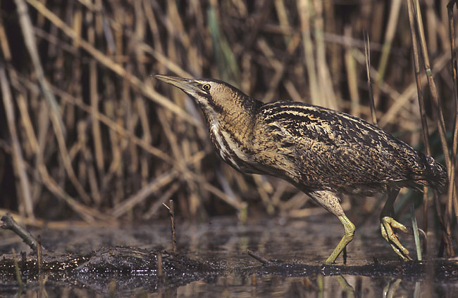 Eurasian Bittern wallpaper