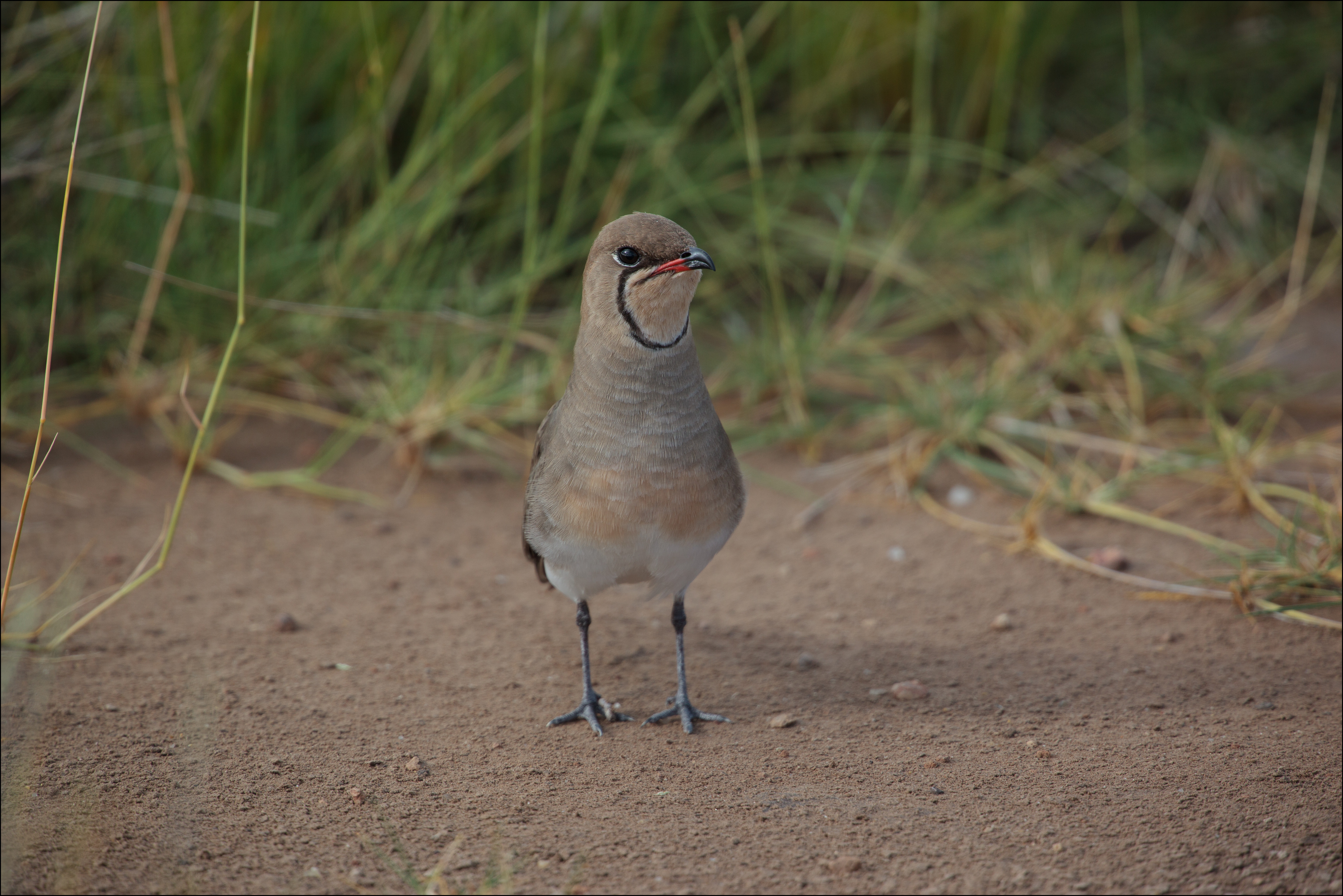 Collared Pratincole wallpaper