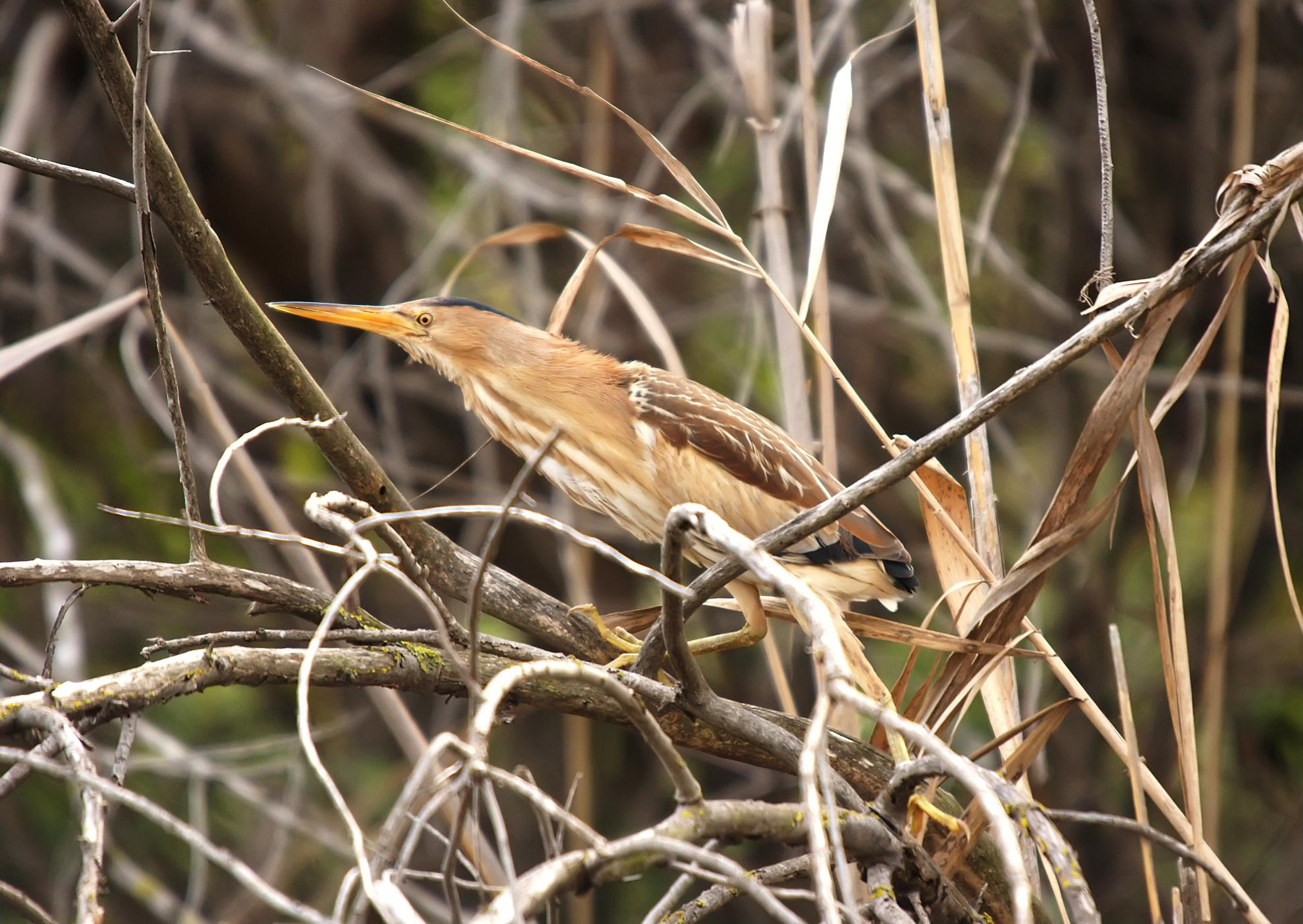 Little Bittern wallpaper