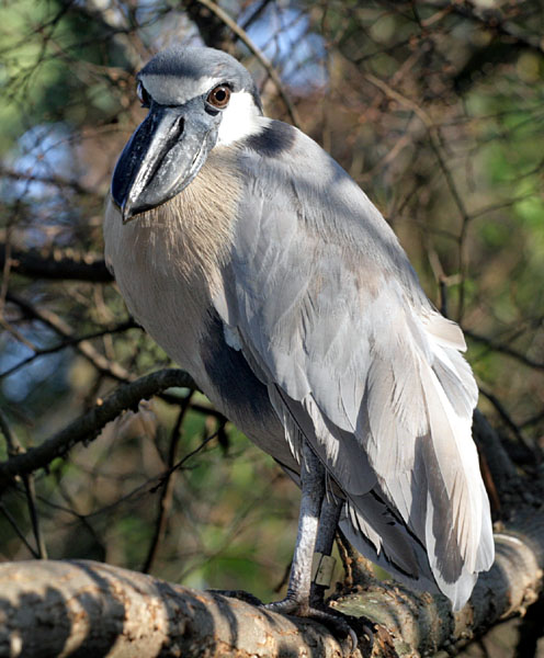 Boat-billed Heron wallpaper