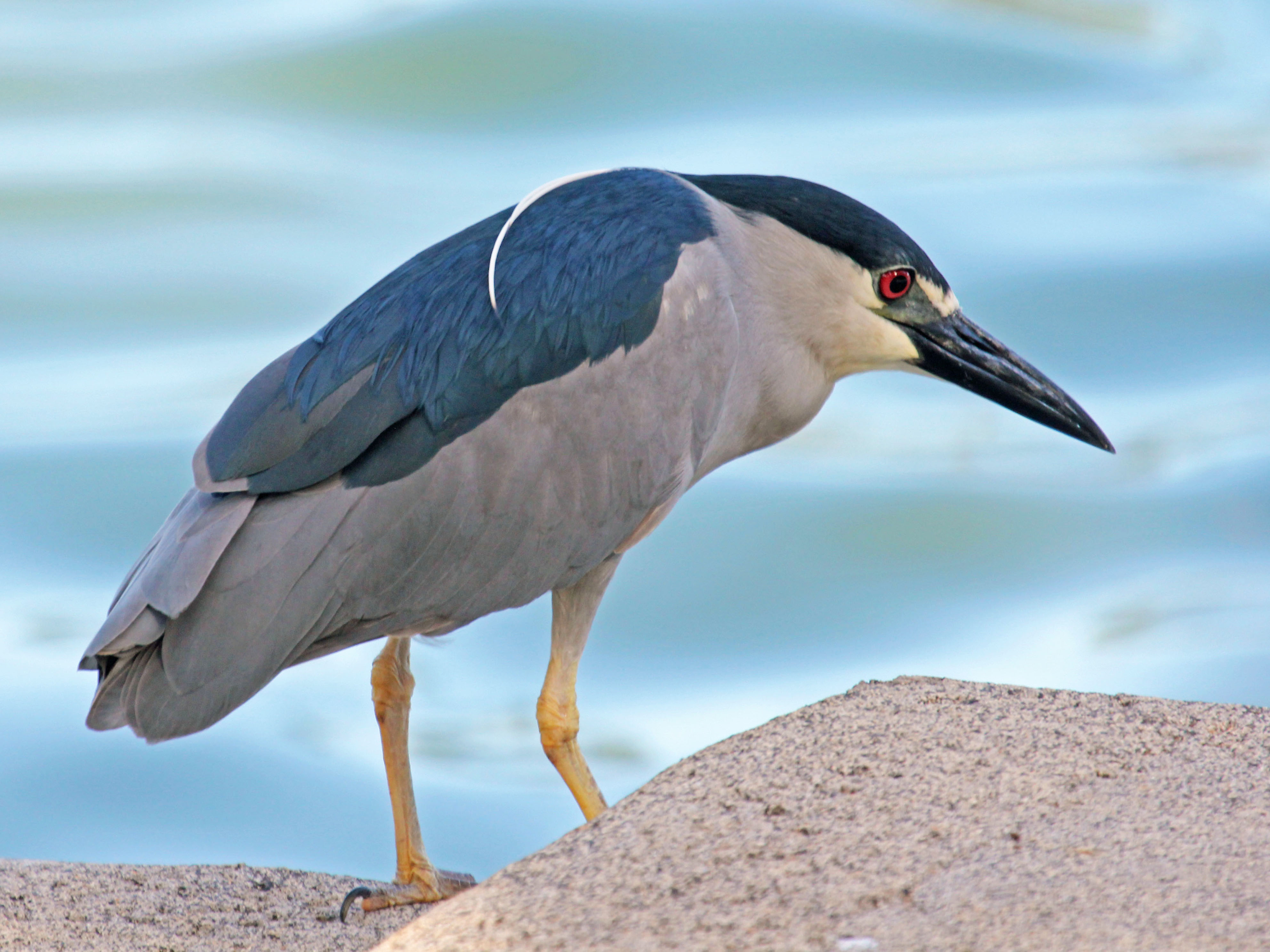 Black-crowned Night Heron wallpaper