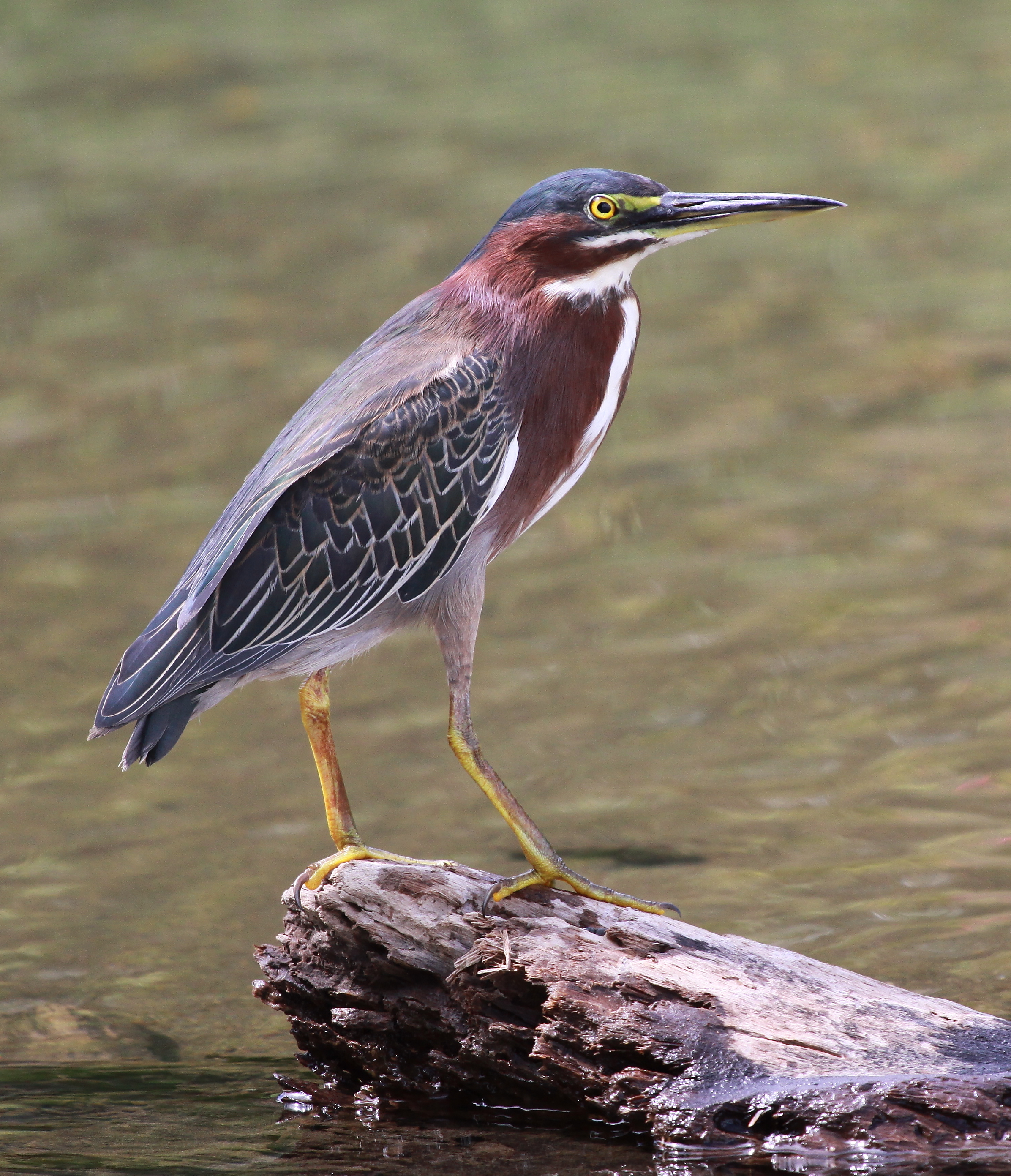 Green Heron wallpaper