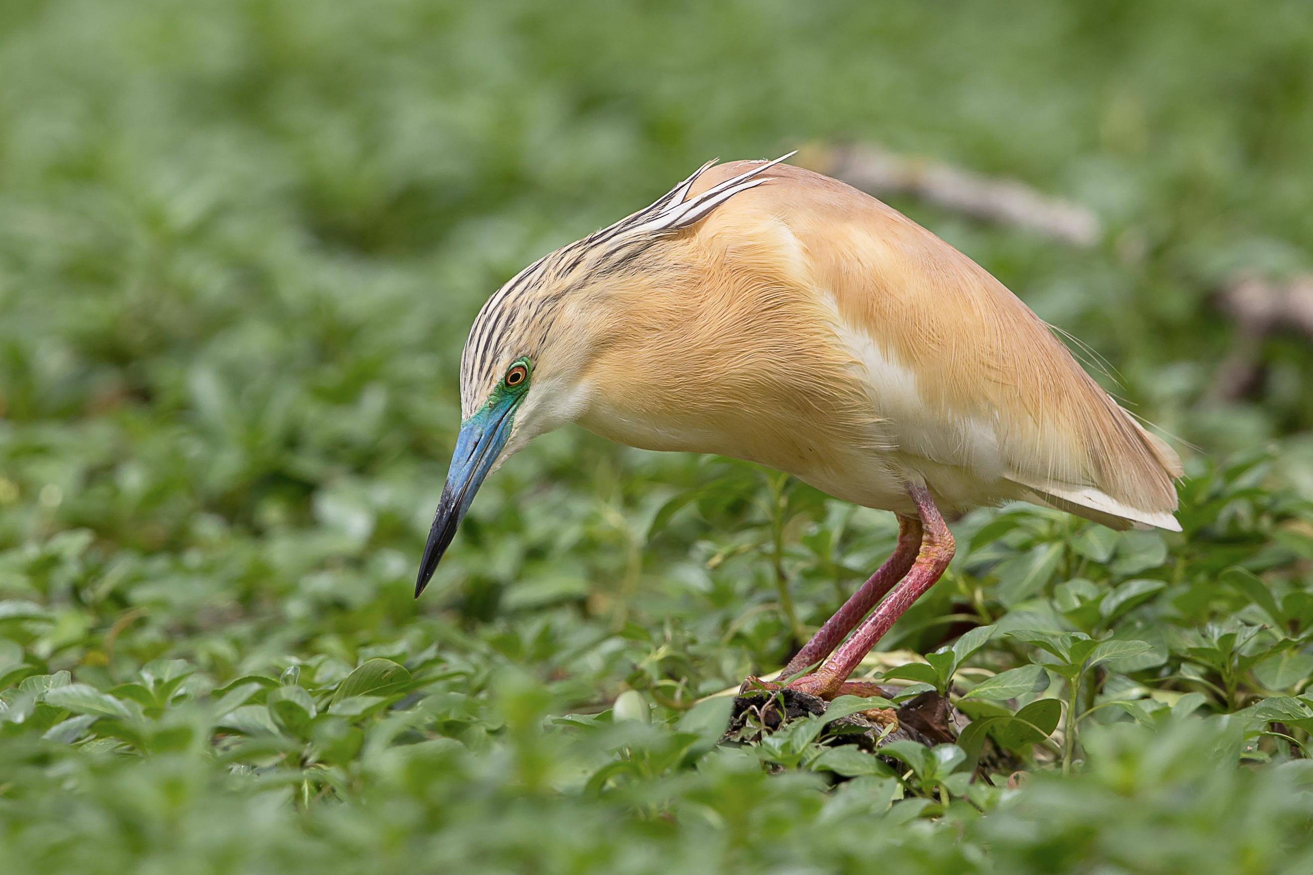 Squacco Heron wallpaper