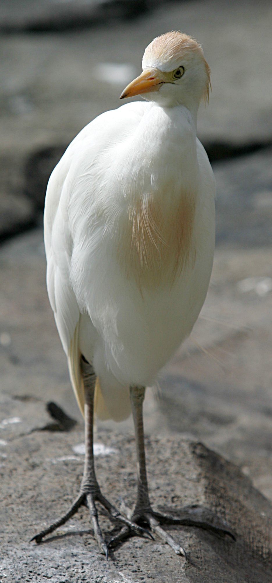 Cattle Egret wallpaper