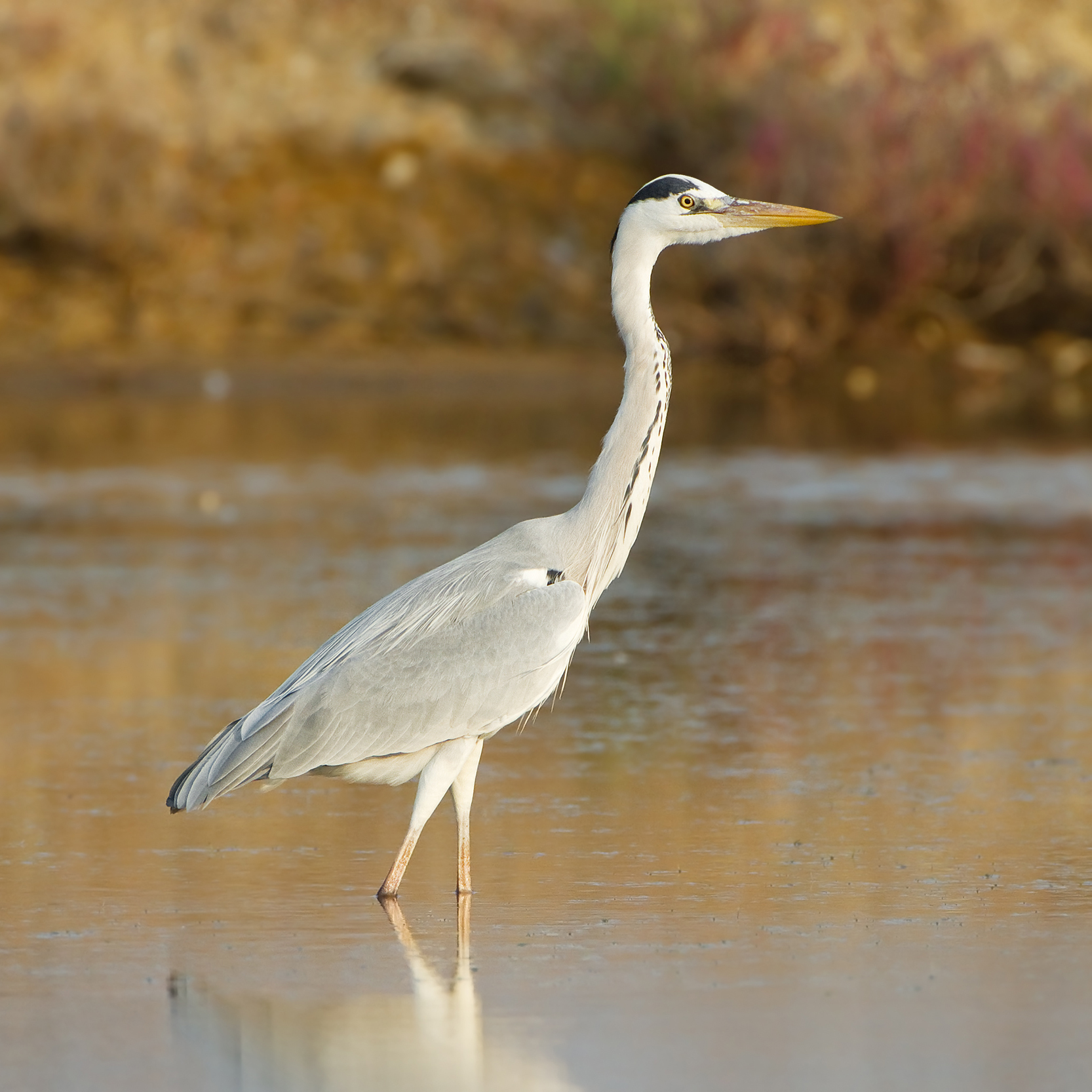 Grey Heron wallpaper