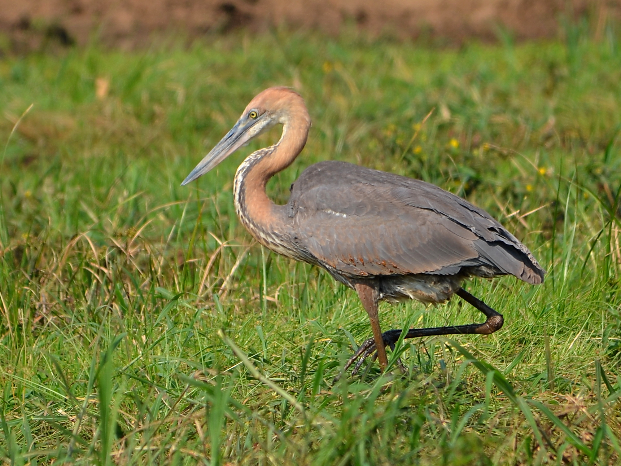 Goliath Heron wallpaper