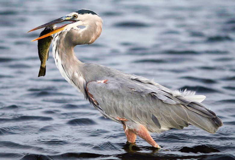 Great Blue Heron wallpaper