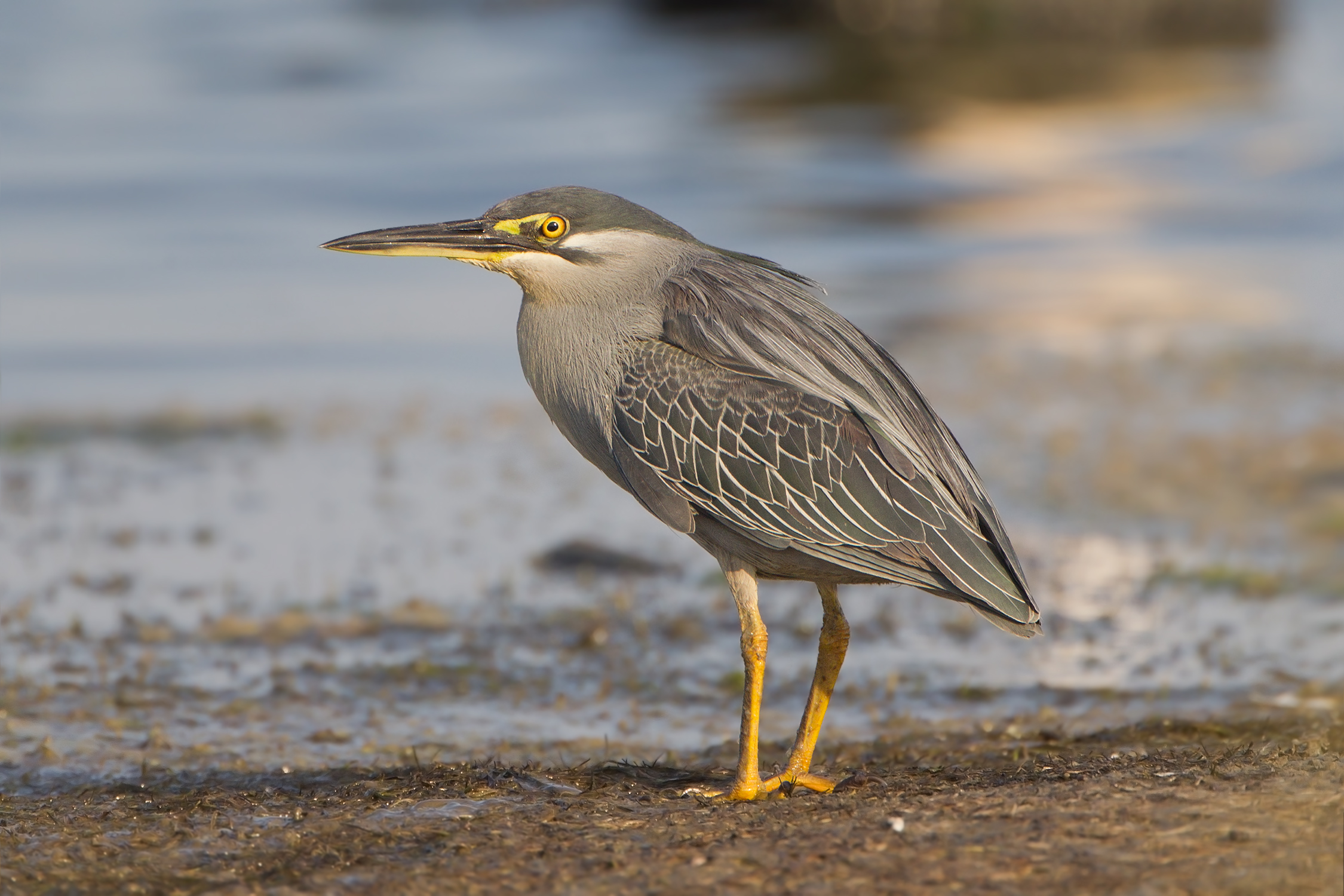 Striated Heron wallpaper