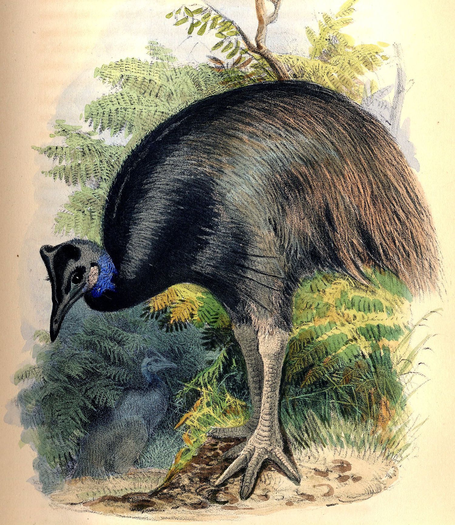 Dwarf Cassowary wallpaper