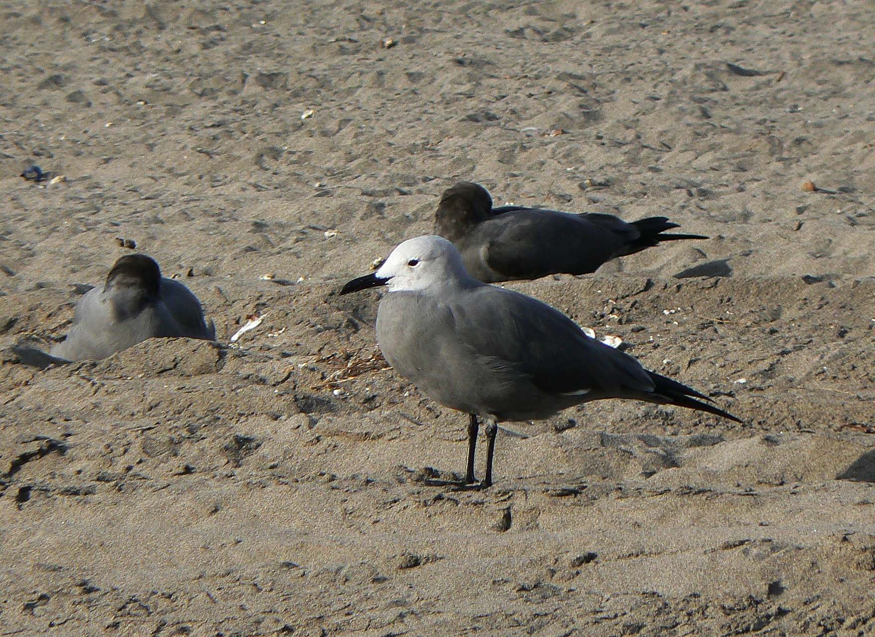 Grey Gull wallpaper