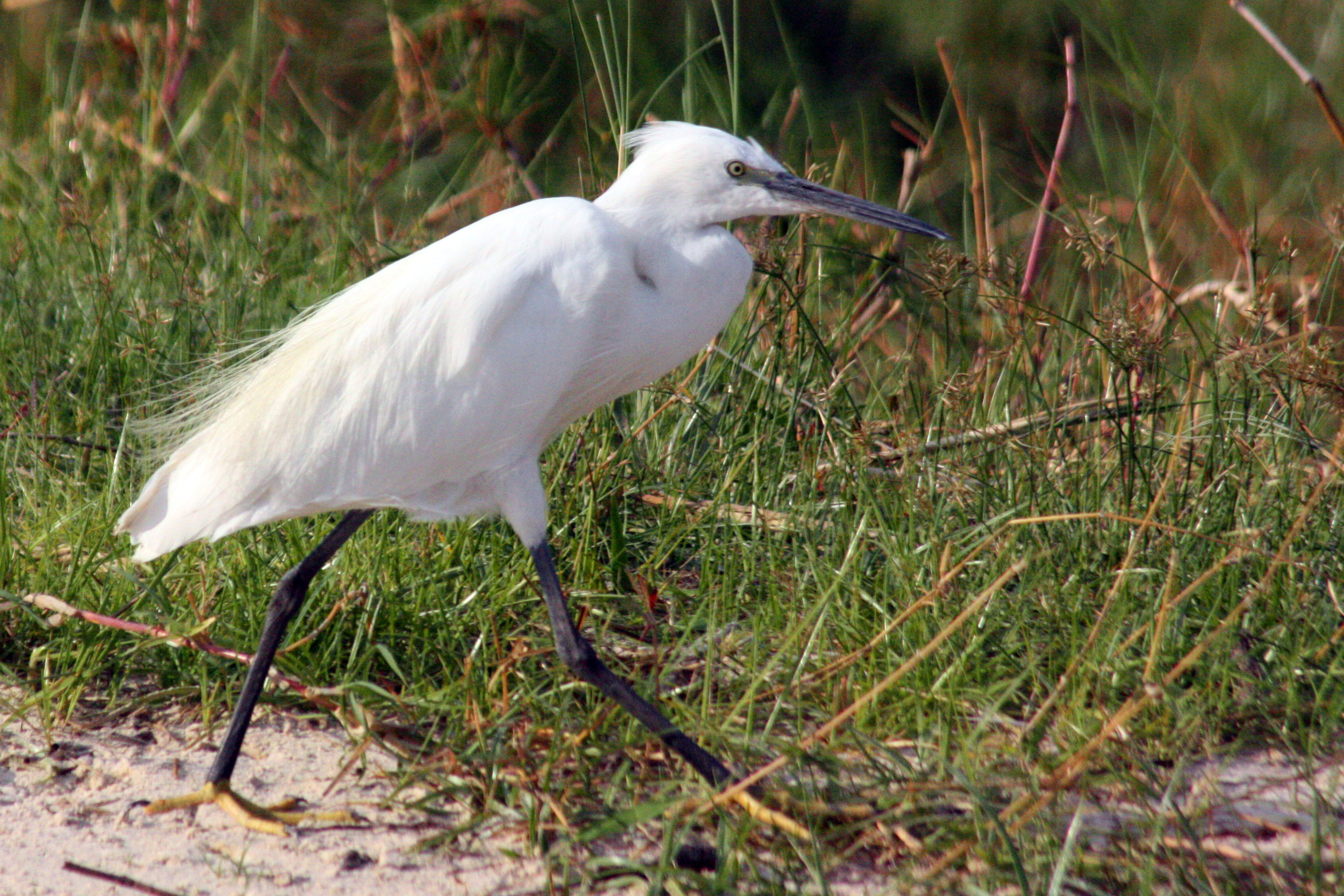 Little Egret wallpaper