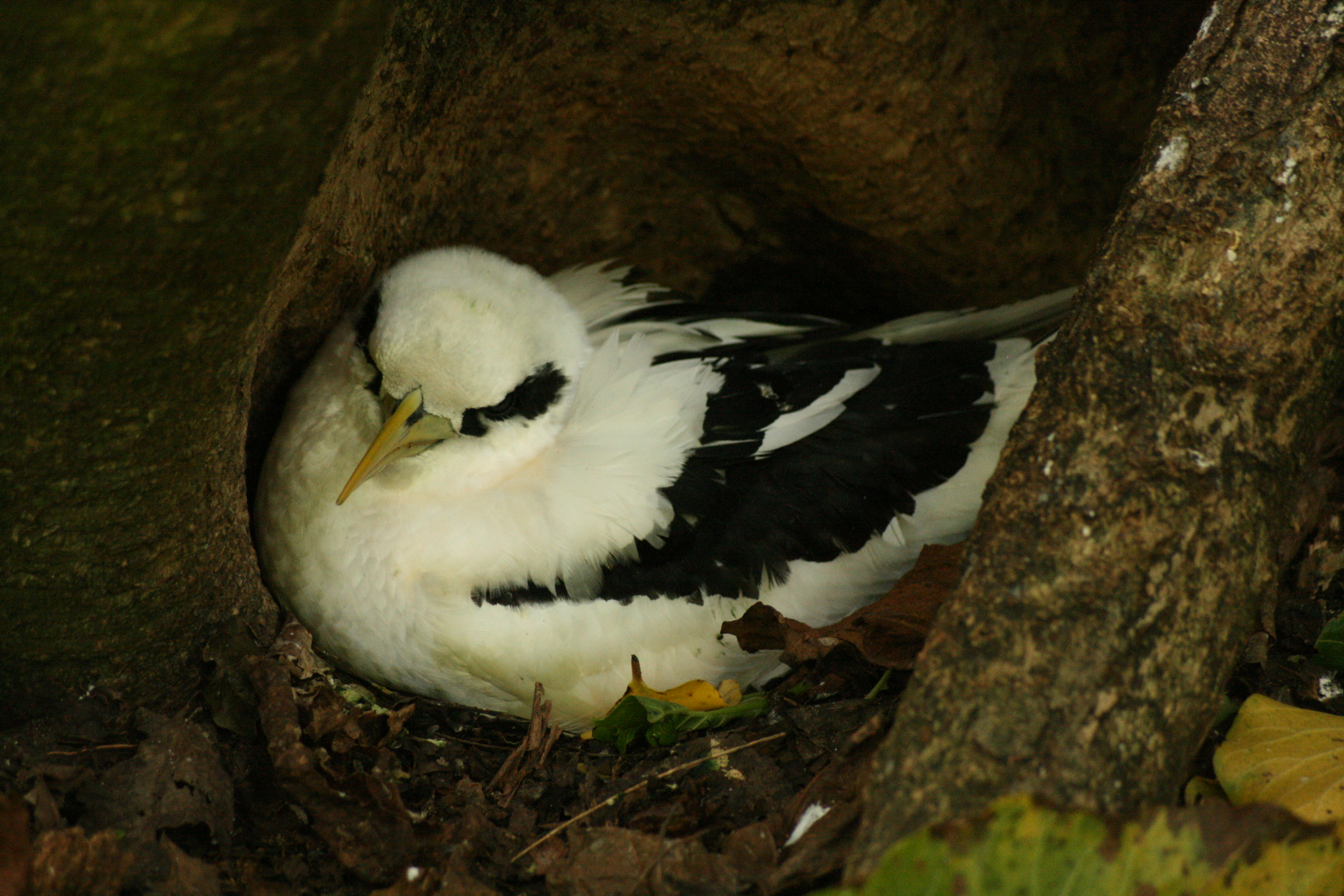 White-tailed Tropicbird wallpaper