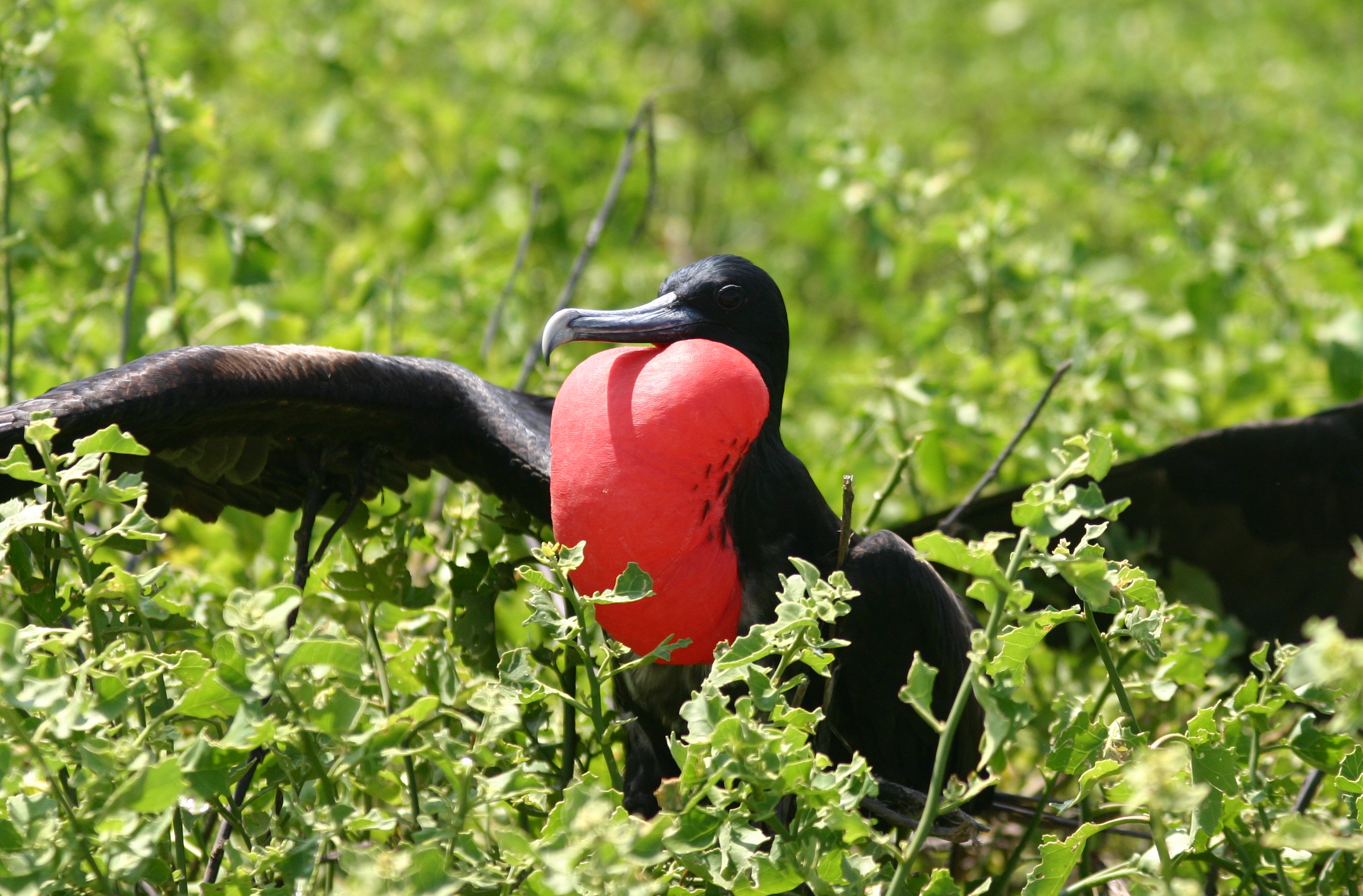 Great Frigatebird wallpaper