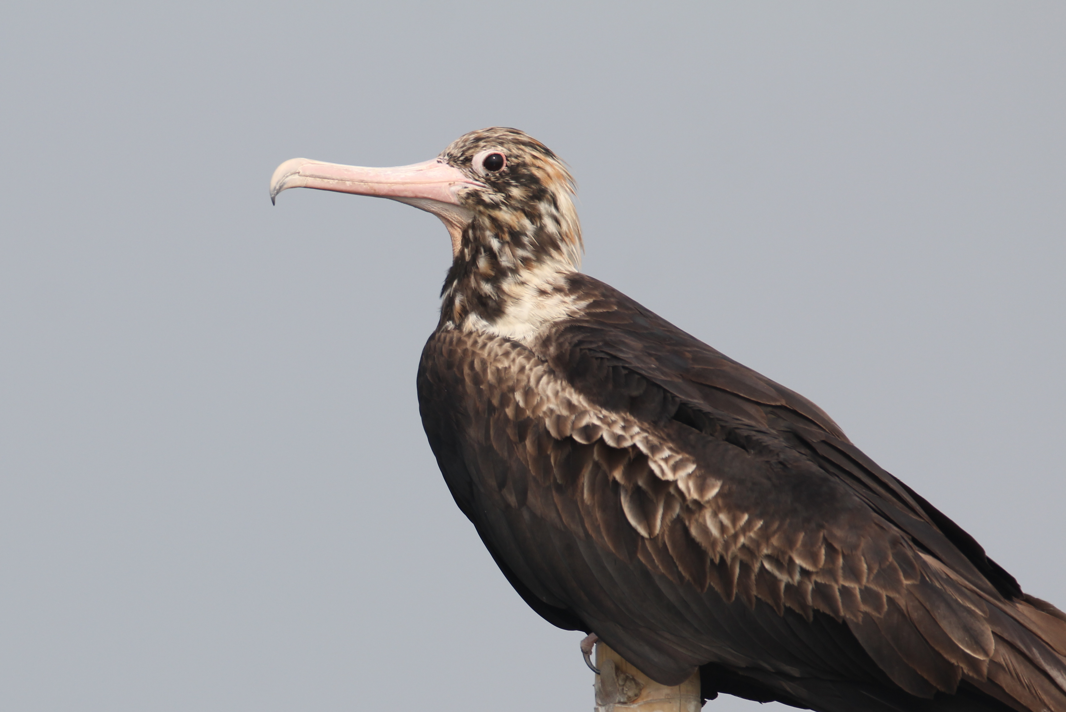 Christmas Frigatebird wallpaper