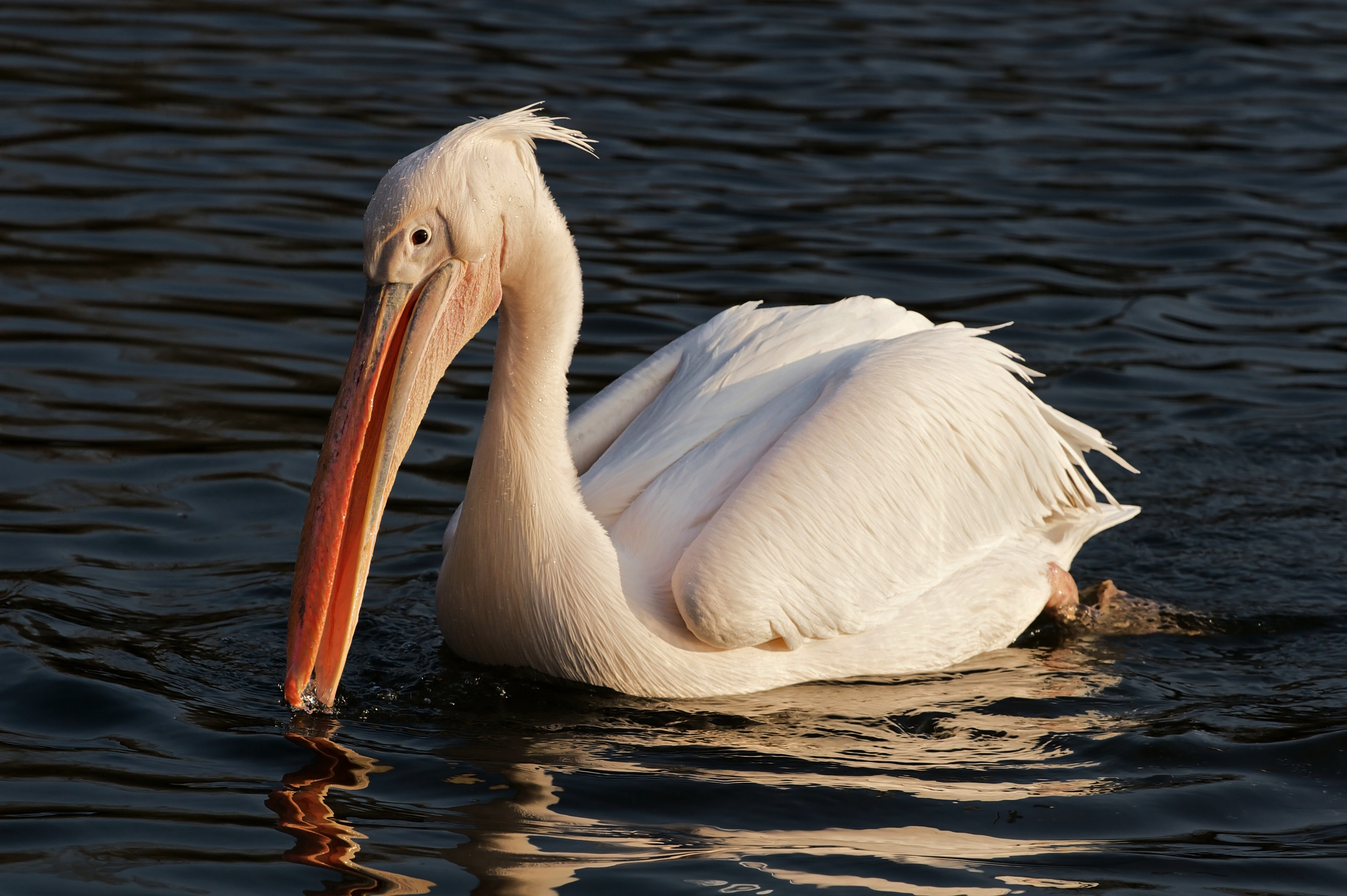 Great White Pelican wallpaper