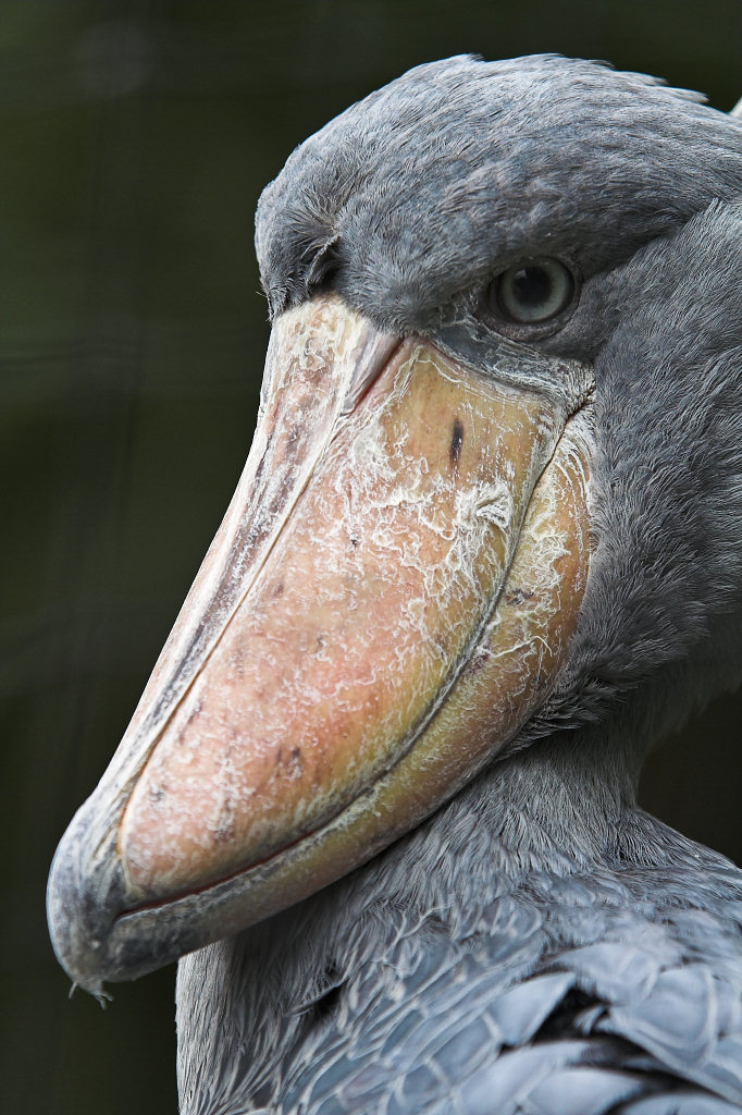 Shoebill wallpaper