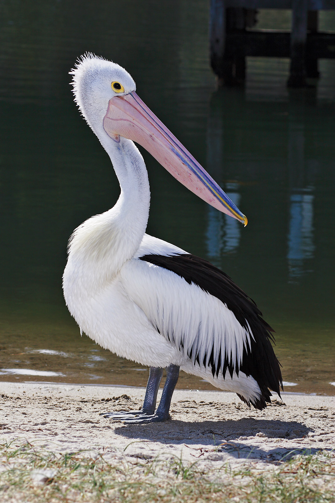 Australian Pelican wallpaper