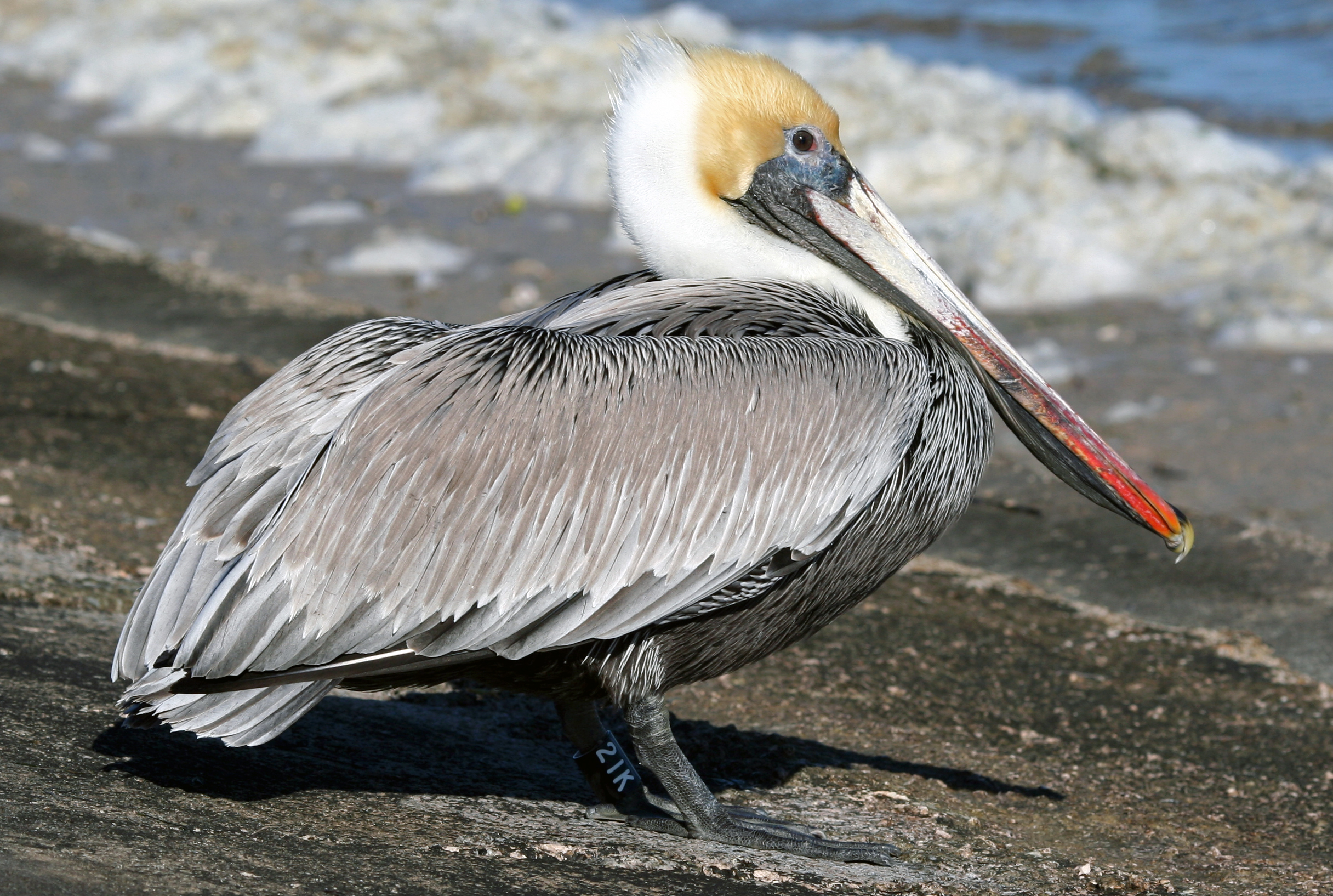 Brown Pelican wallpaper