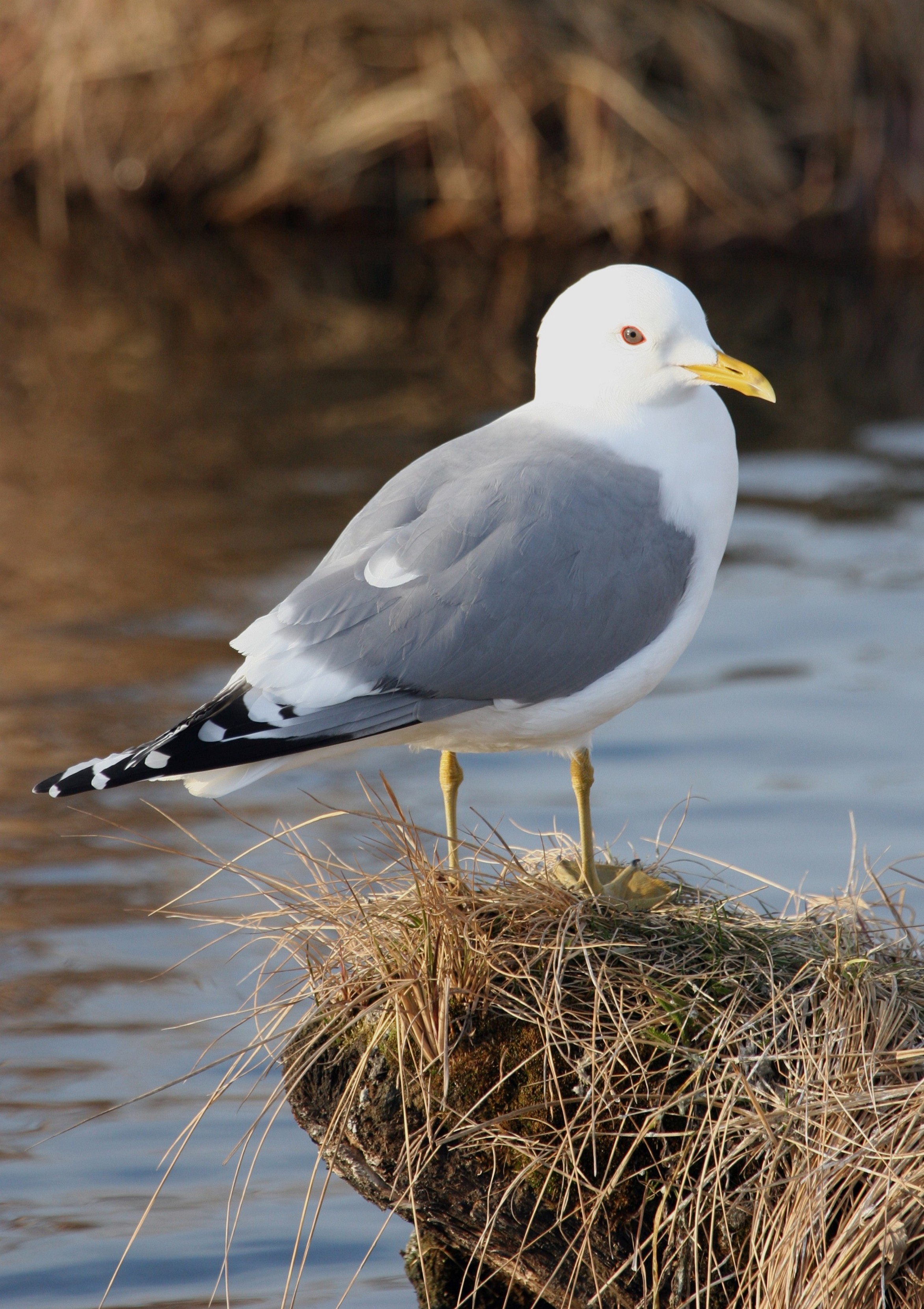 Mew Gull wallpaper