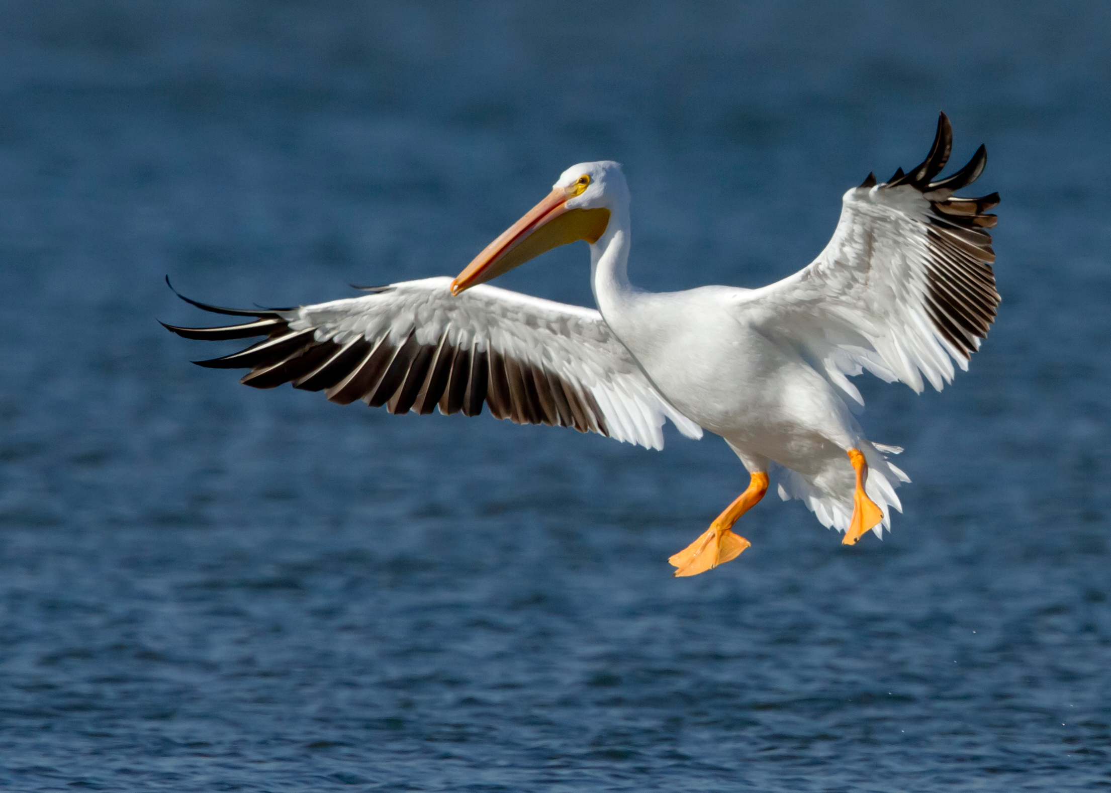 American White Pelican wallpaper