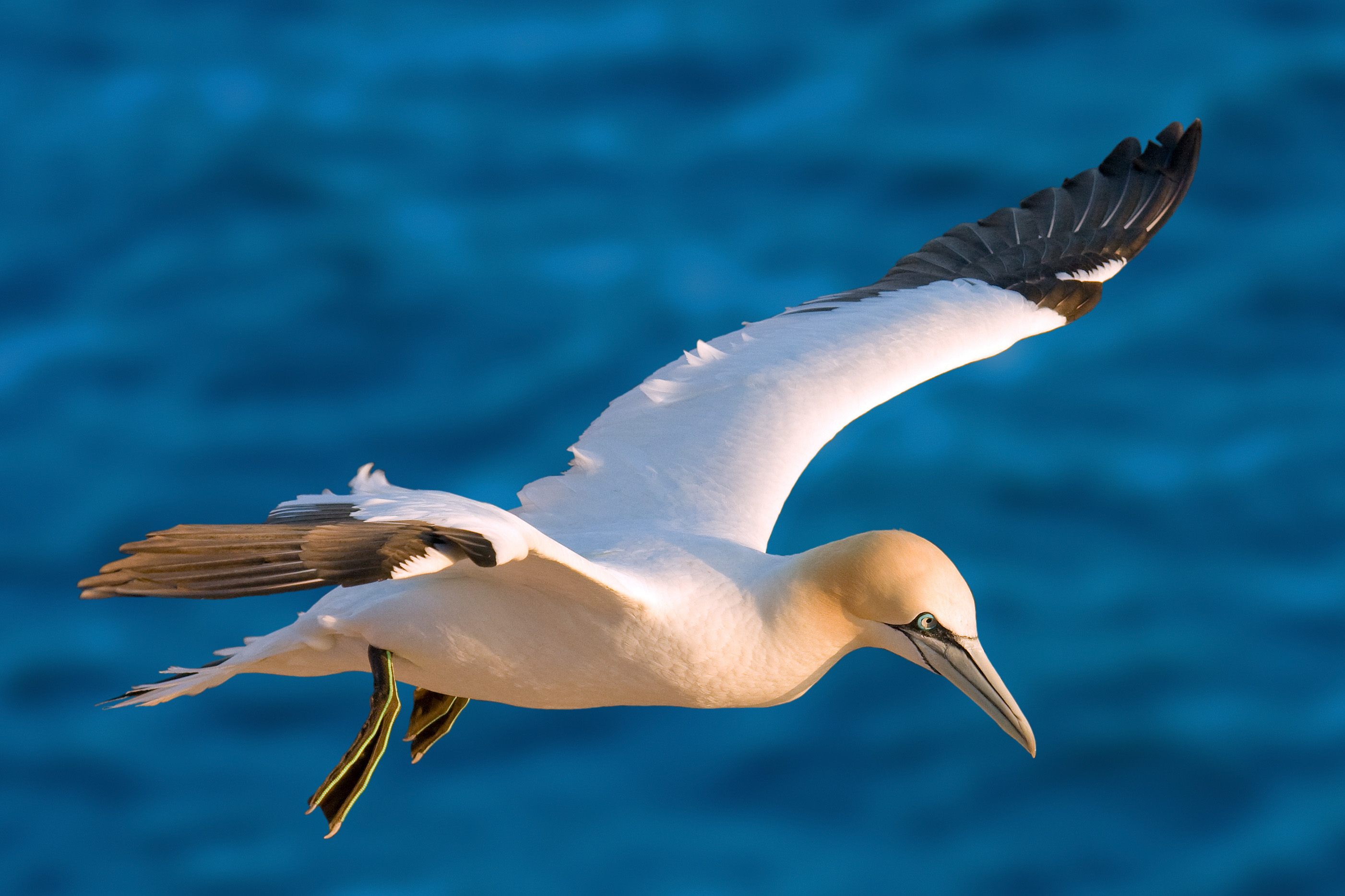 Northern Gannet wallpaper