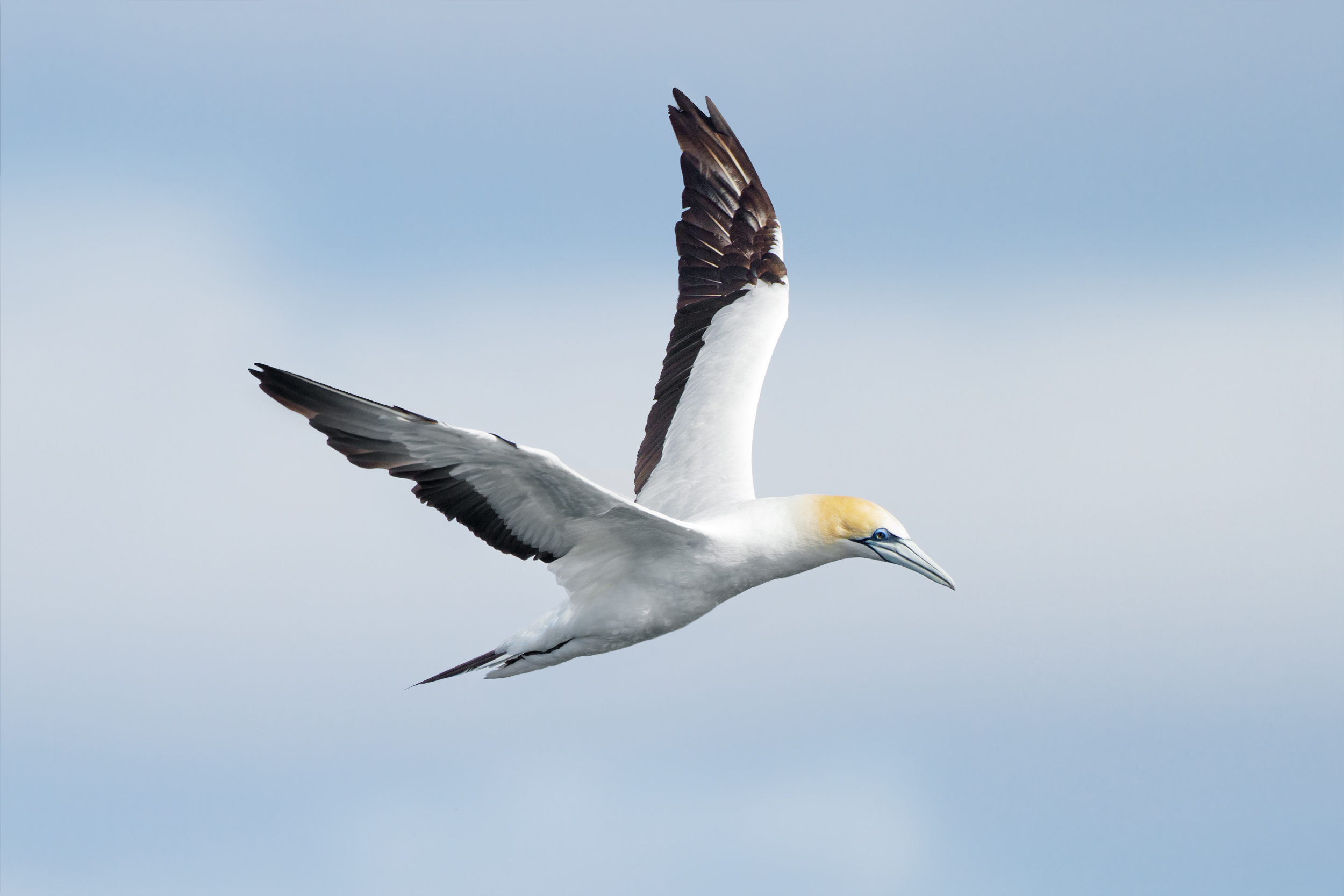 Australasian Gannet wallpaper