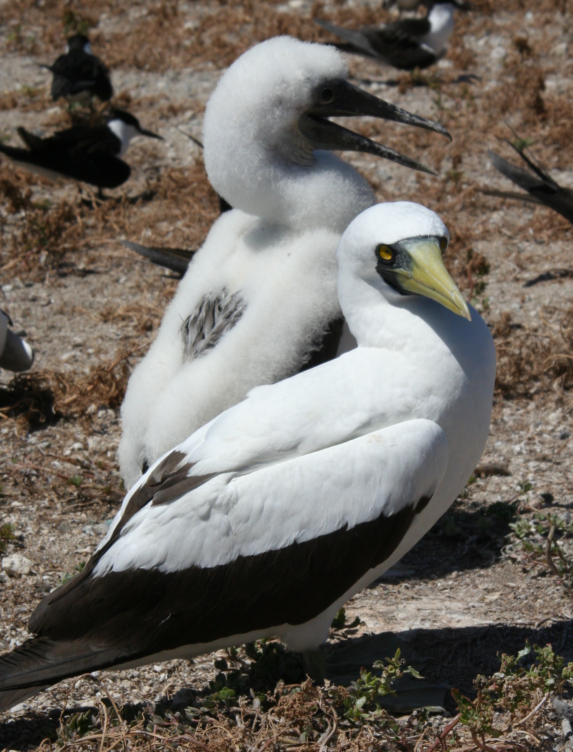 Masked Booby wallpaper