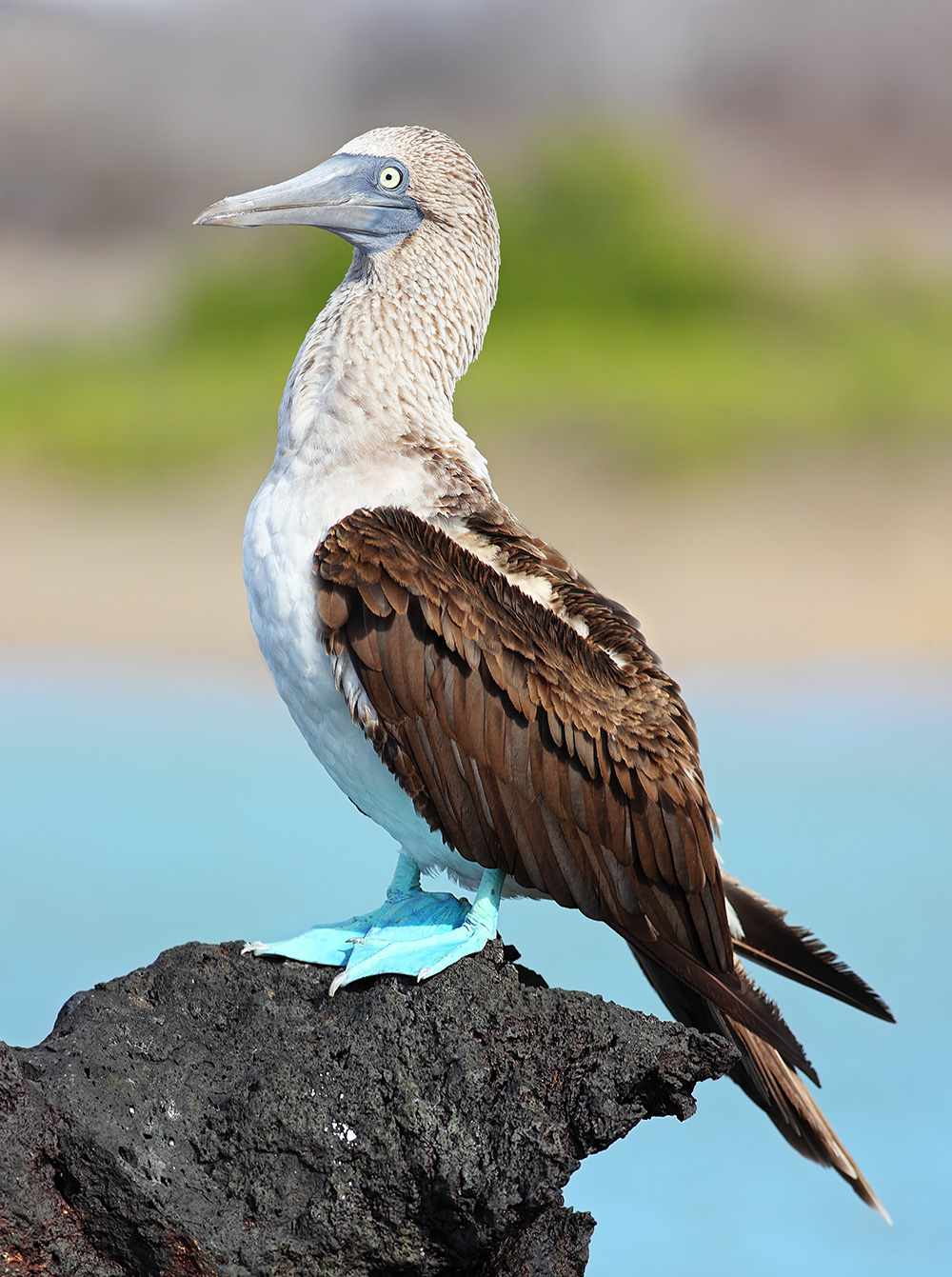 Blue-footed Booby wallpaper