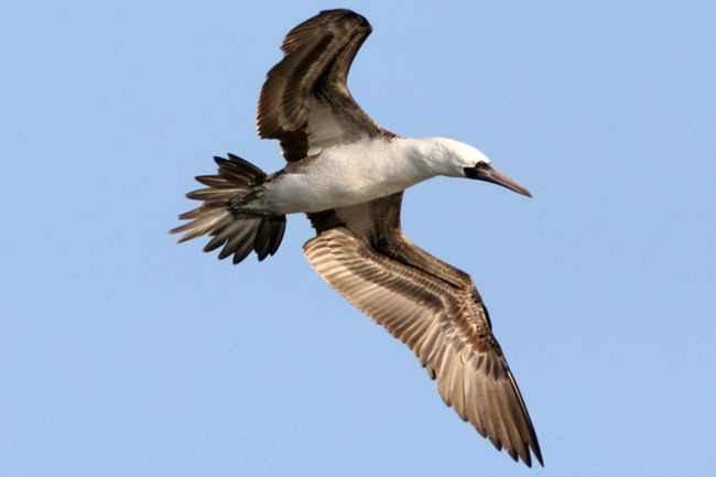 Peruvian Booby wallpaper