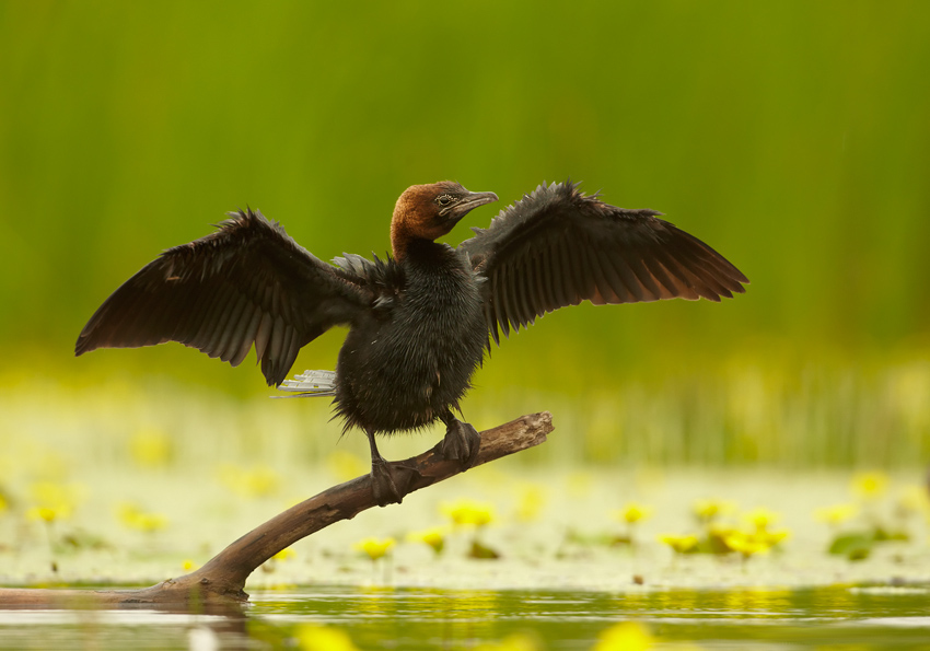 Pygmy Cormorant wallpaper