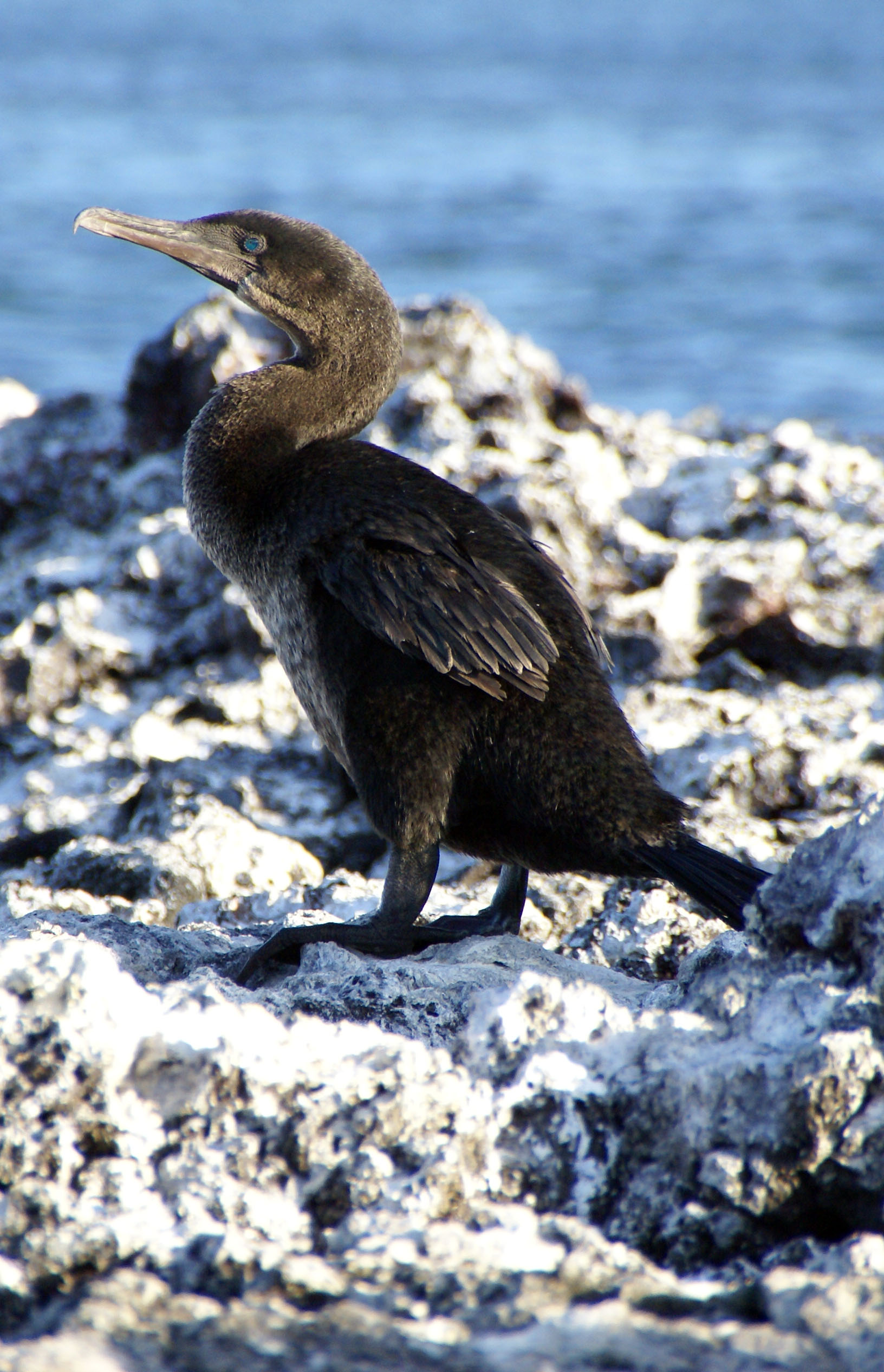 Flightless Cormorant wallpaper