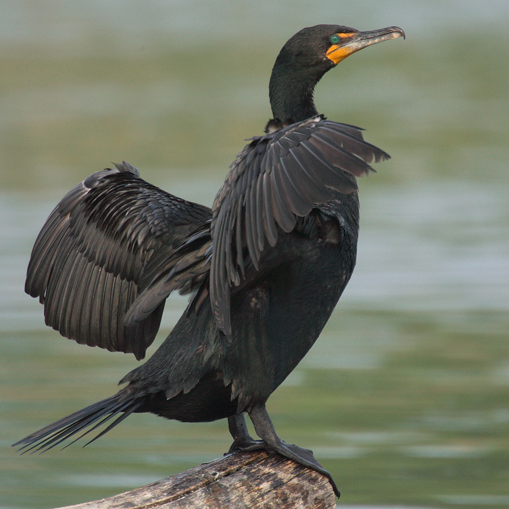 Double-crested Cormorant wallpaper